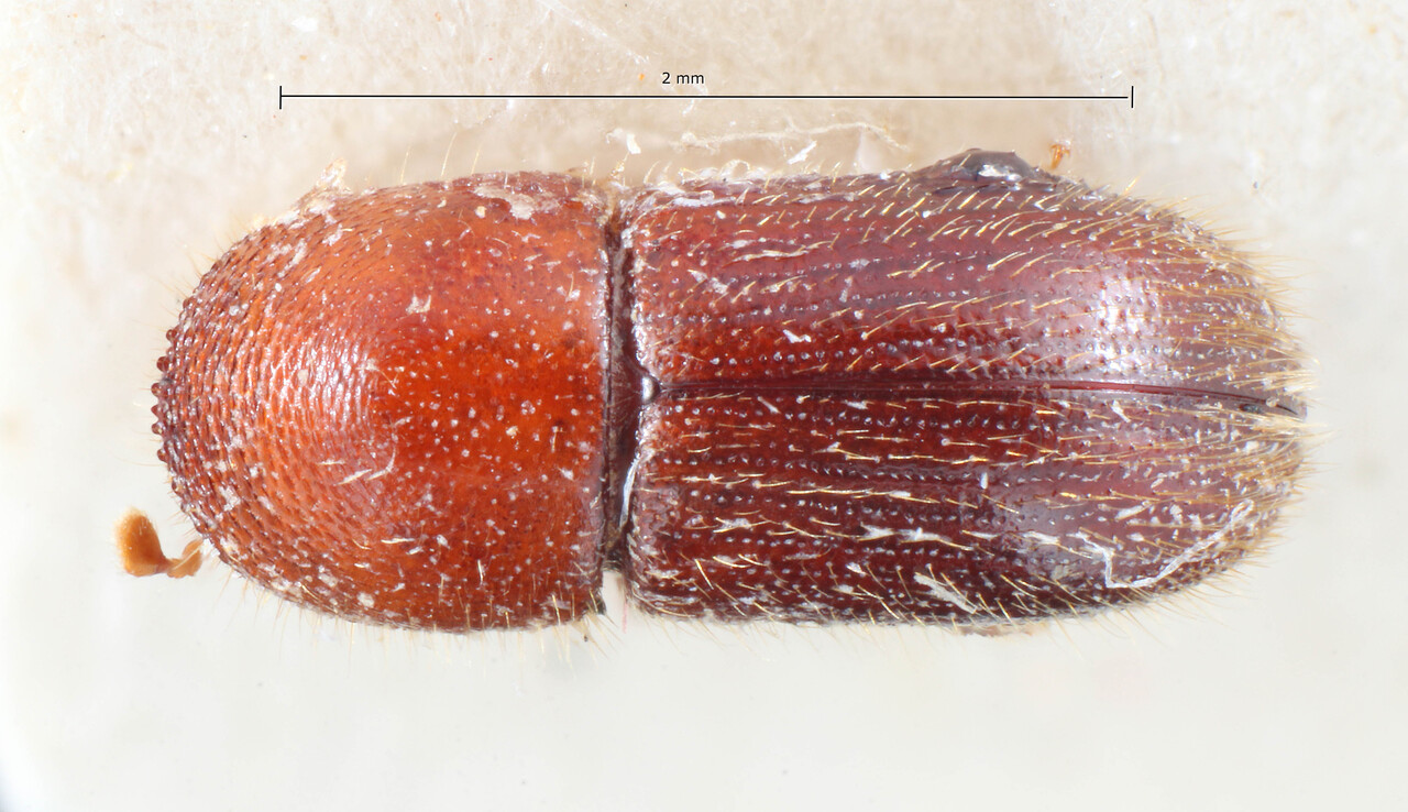 Genus / Species: Tricosa abberrans | Image Author: TH Atkinson | Location: Sri Lanka, Millawitiya Estate | Image Type: holotype | Collection: Naturhistorisches Museum Wien