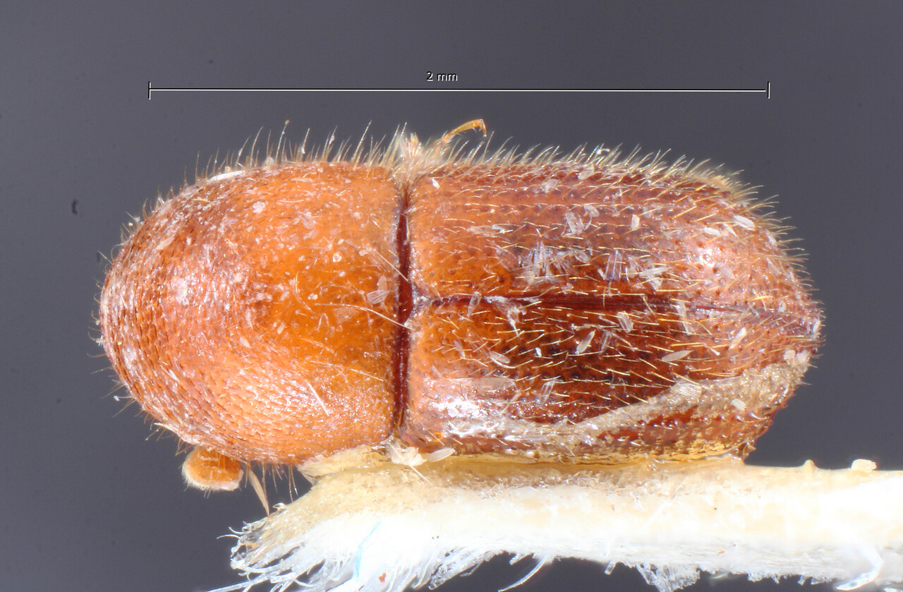Genus / Species: Dryocoetoides paradoxus | Image Author: TH Atkinson | Location: Brazil, Pará, Jacareacanga | Image Type: holotype | Collection: Naturhistorisches Museum Wien