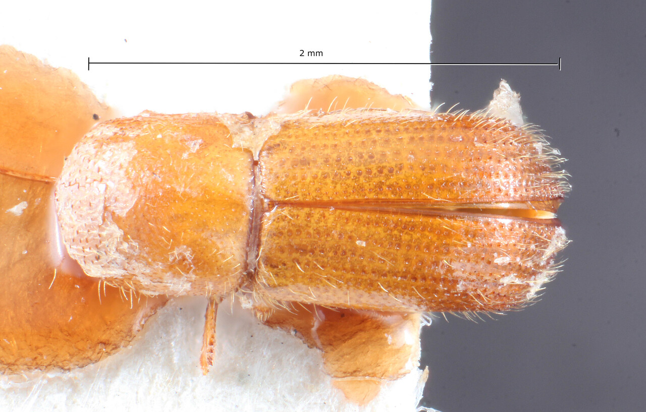 Genus / Species: Dryocoetoides vexans | Image Author: TH Atkinson | Location: Brazil, Minas Gerais, Santa Barbara | Image Type: holotype | Collection: Naturhistorisches Museum Wien