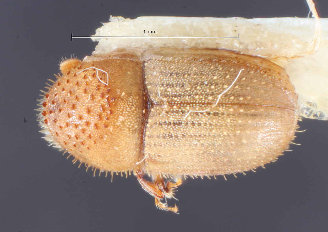 Genus / Species: Cryphalus brasiliensis | Image Author: TH Atkinson | Location: Brazil, Rio de Janeiro, Botafogo | Image Type: holotype | Collection: Naturhistorisches Museum Wien