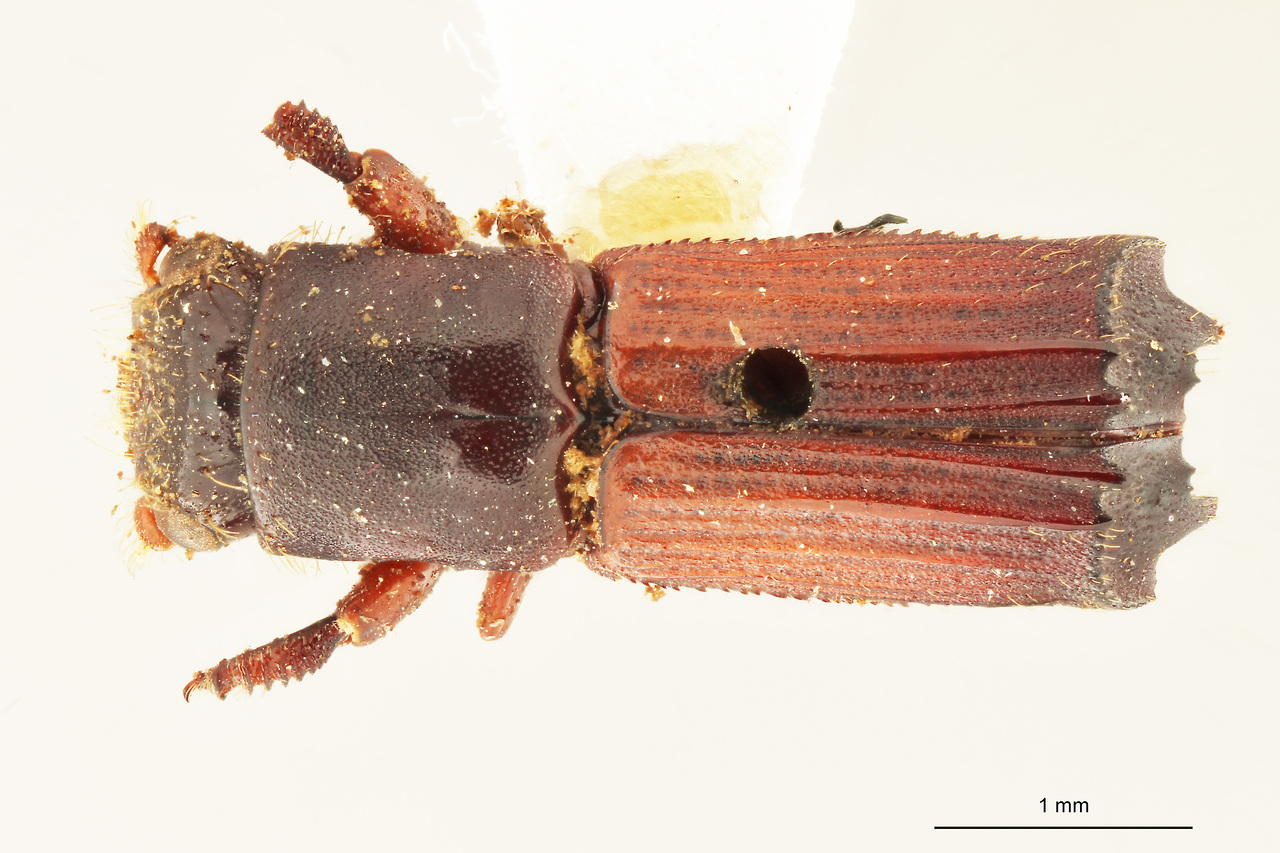 Genus / Species: Neotrachyostus digitalis | Image Author: J Lalane | Location: Brazil, Rio de Janeiro, Nova Friburgo | Image Type: syntype | Collection: Institut Royal des Sciences Naturelles