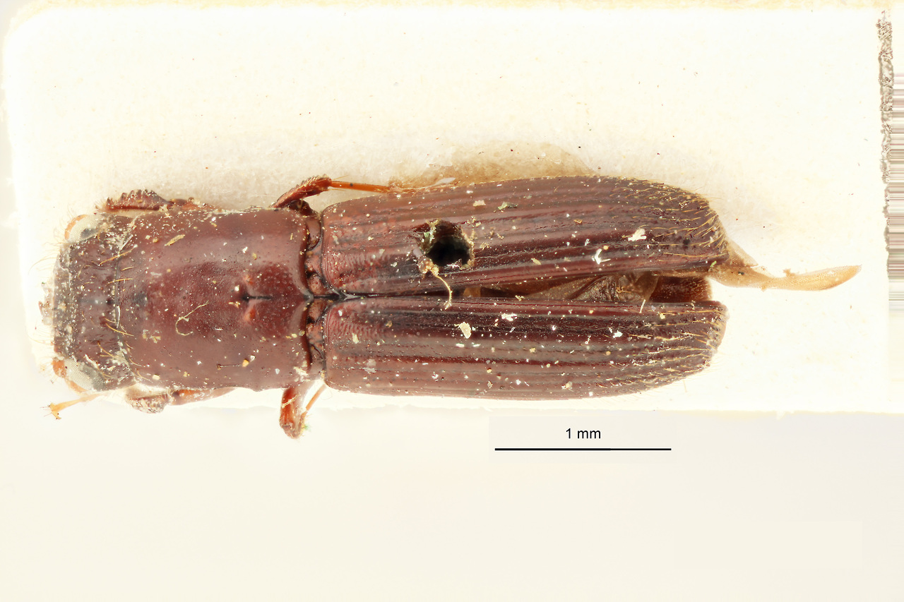 Genus / Species: Megaplatypus binodulus | Image Author: J Lalane | Location: Brazil, unknown, Brazil (country / region) | Image Type: holotype | Collection: Institut Royal des Sciences Naturelles