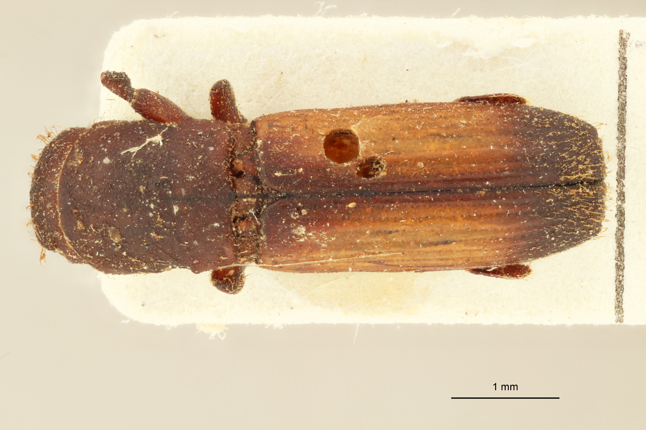 Genus / Species: Megaplatypus elongatus | Image Author: J Lalane | Location: Venezuela, D.C., Caracas | Image Type: syntype | Collection: Institut Royal des Sciences Naturelles