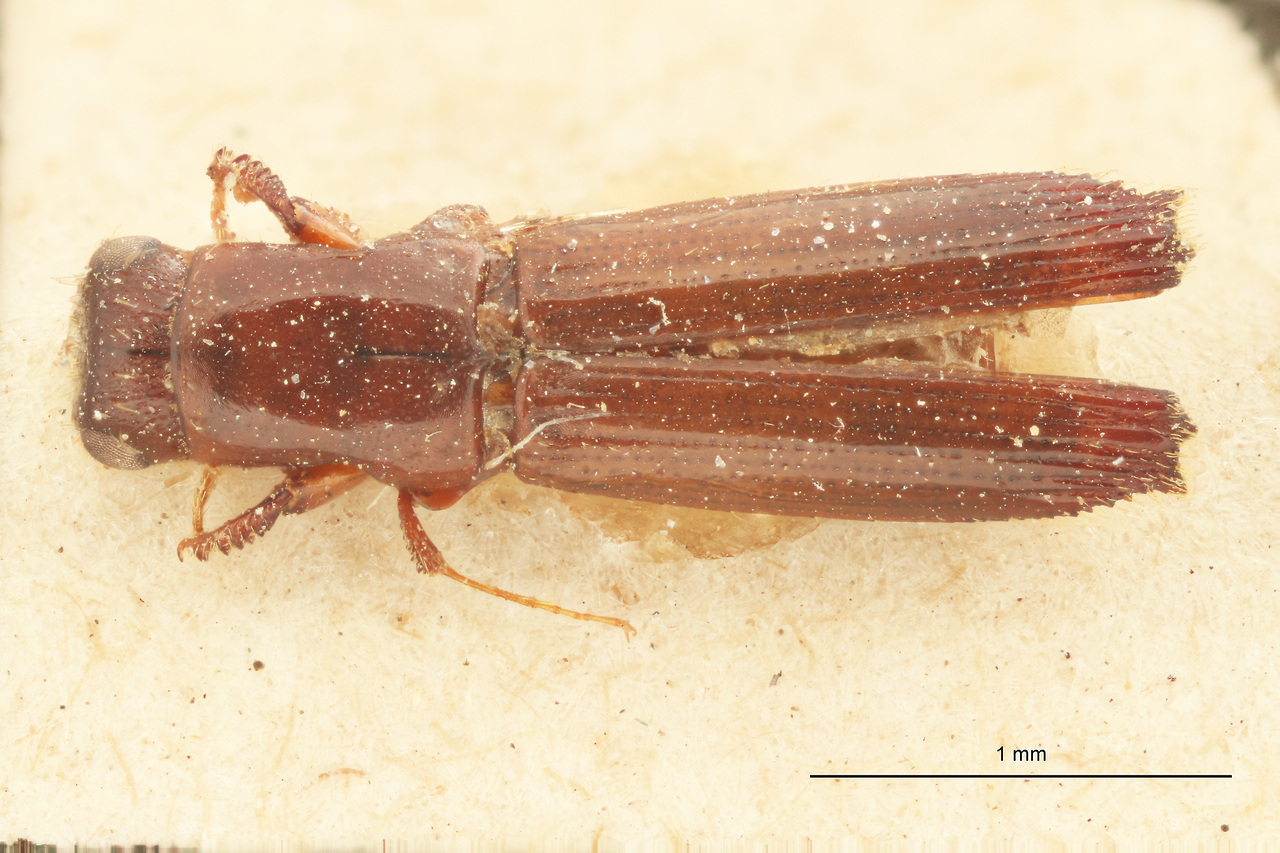 Genus / Species: Epiplatypus quadrispinatus | Image Author: J Lalane | Location: Colombia, unknown, Colombia (country / region) | Image Type: syntype | Collection: Institut Royal des Sciences Naturelles