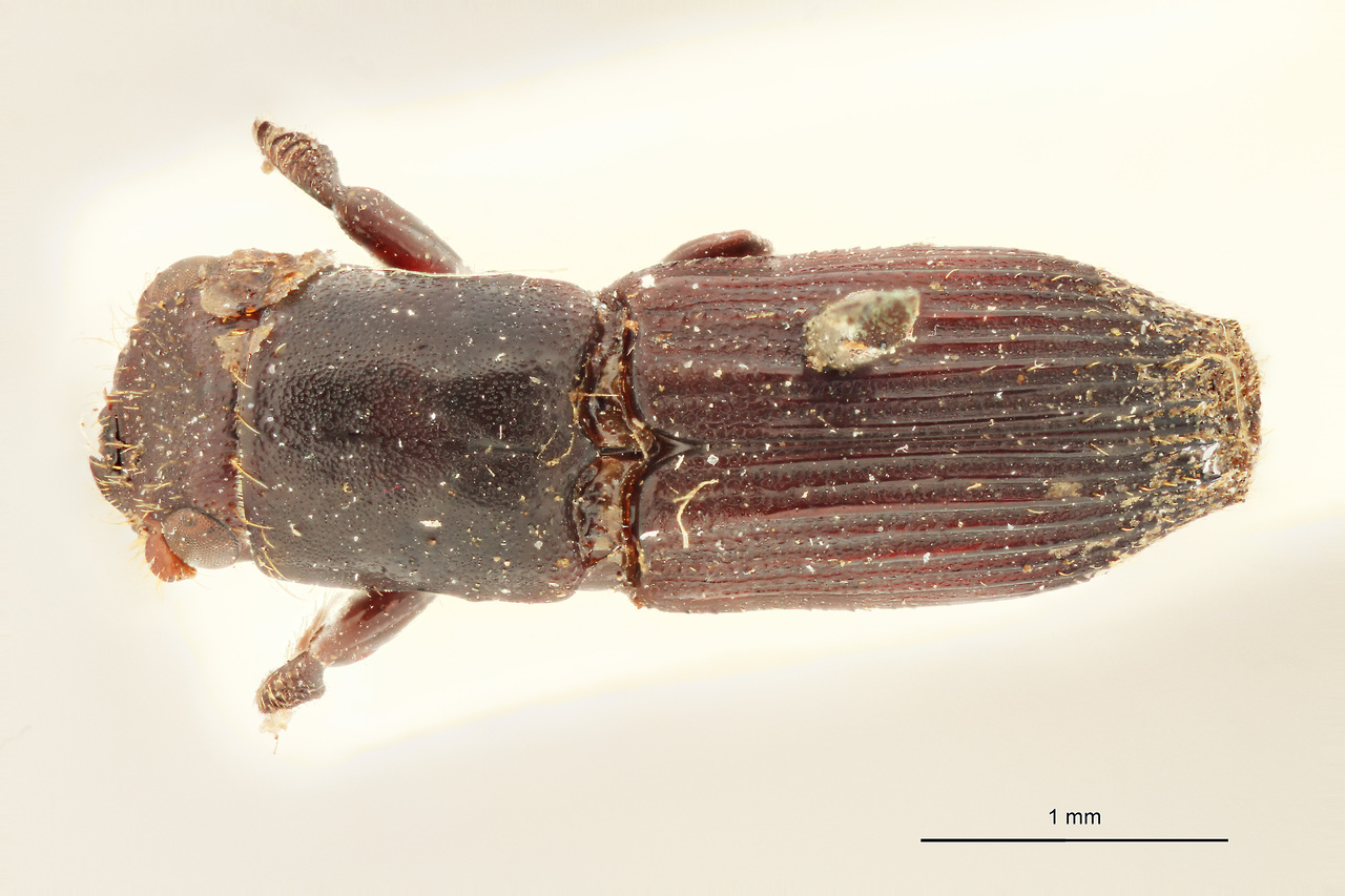 Genus / Species: Megaplatypus schmidti | Image Author: J Lalane | Location: Fr. Guiana, unknown, Fr. Guiana (country / region) | Image Type: holotype | Collection: Institut Royal des Sciences Naturelles