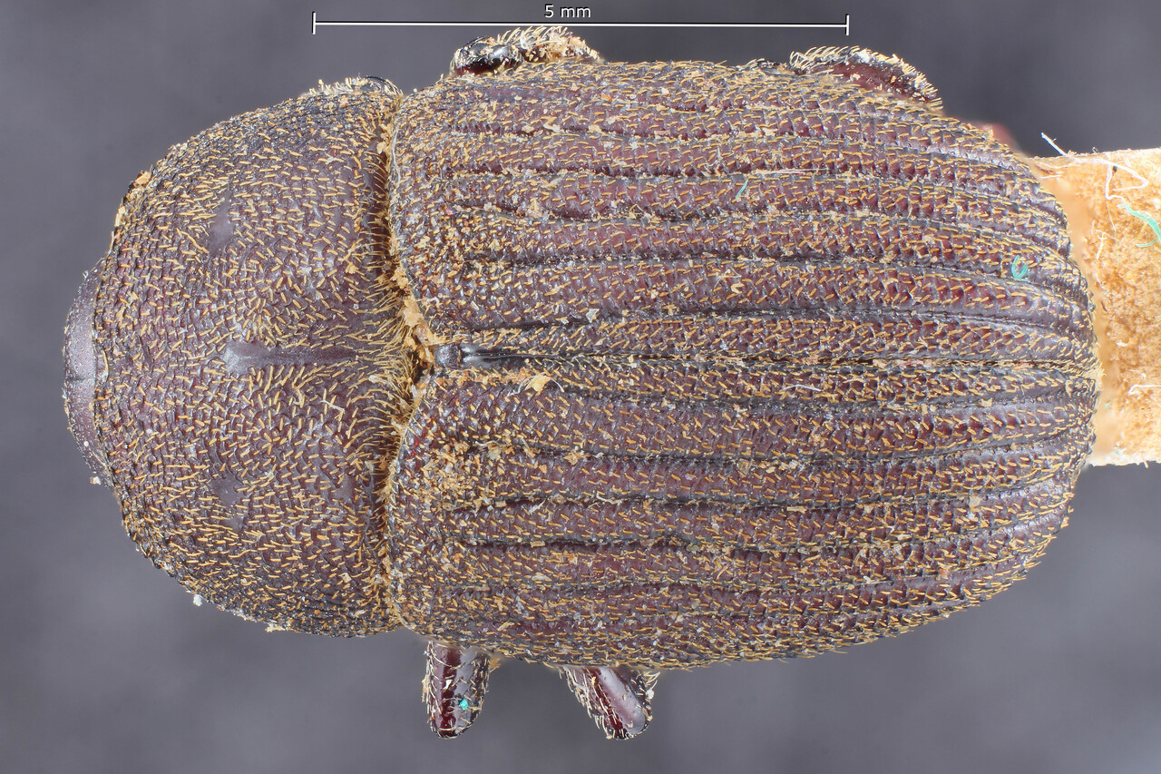 Genus / Species: Phloeoborus opacithorax | Image Author: TH Atkinson | Location: Guatemala, Alta Verapaz, Panzos | Image Type: lectotype | Collection: Deutsche Entomologische Institute
