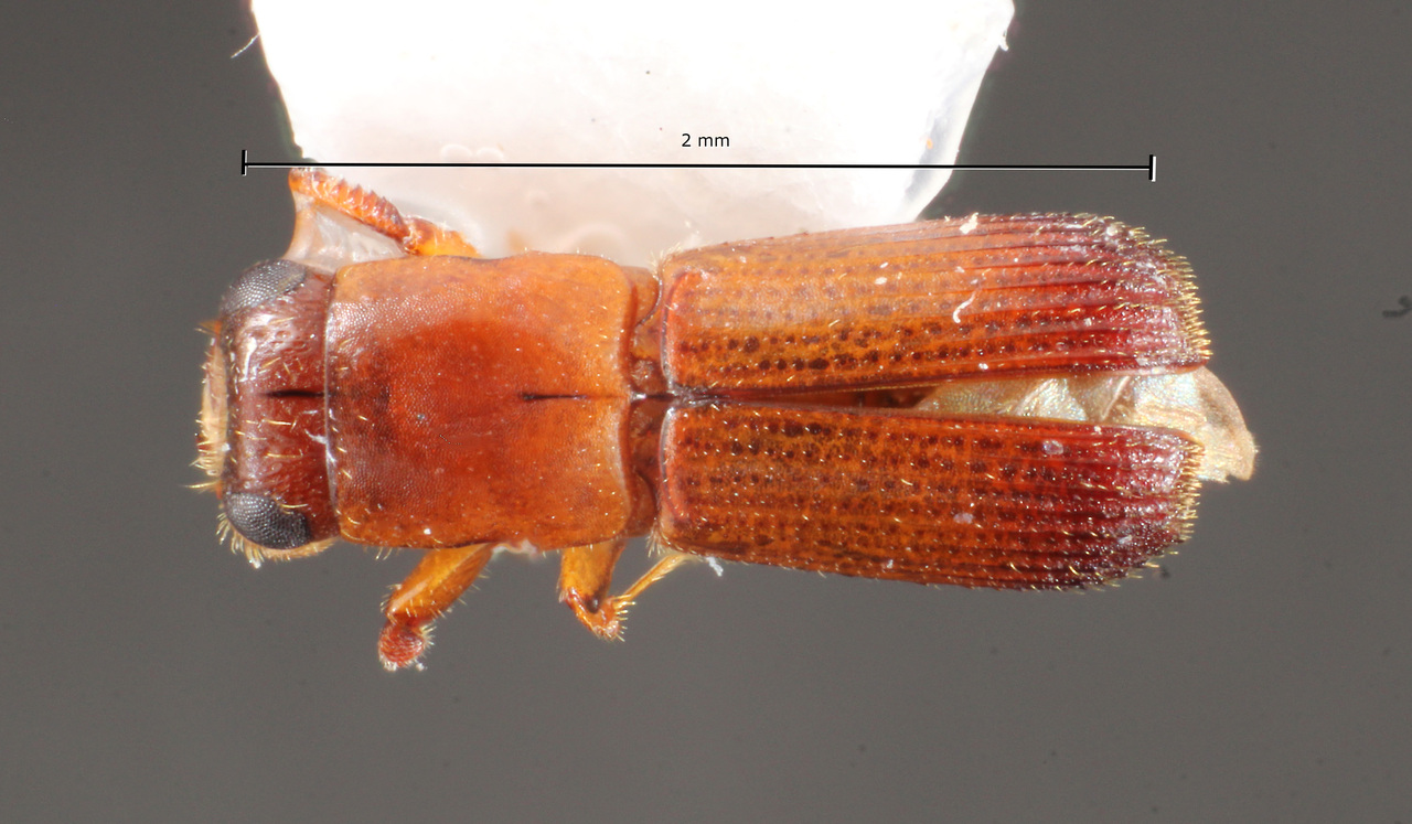 Genus / Species: Costaroplatus imitatrix | Image Author: TH Atkinson | Location: Suriname, Commewjne, Akintosoela, CELOS Camp, 39 km SE Suriname River bridge, roa | Collection: Snow Entomological Museum, Univ. Kansas