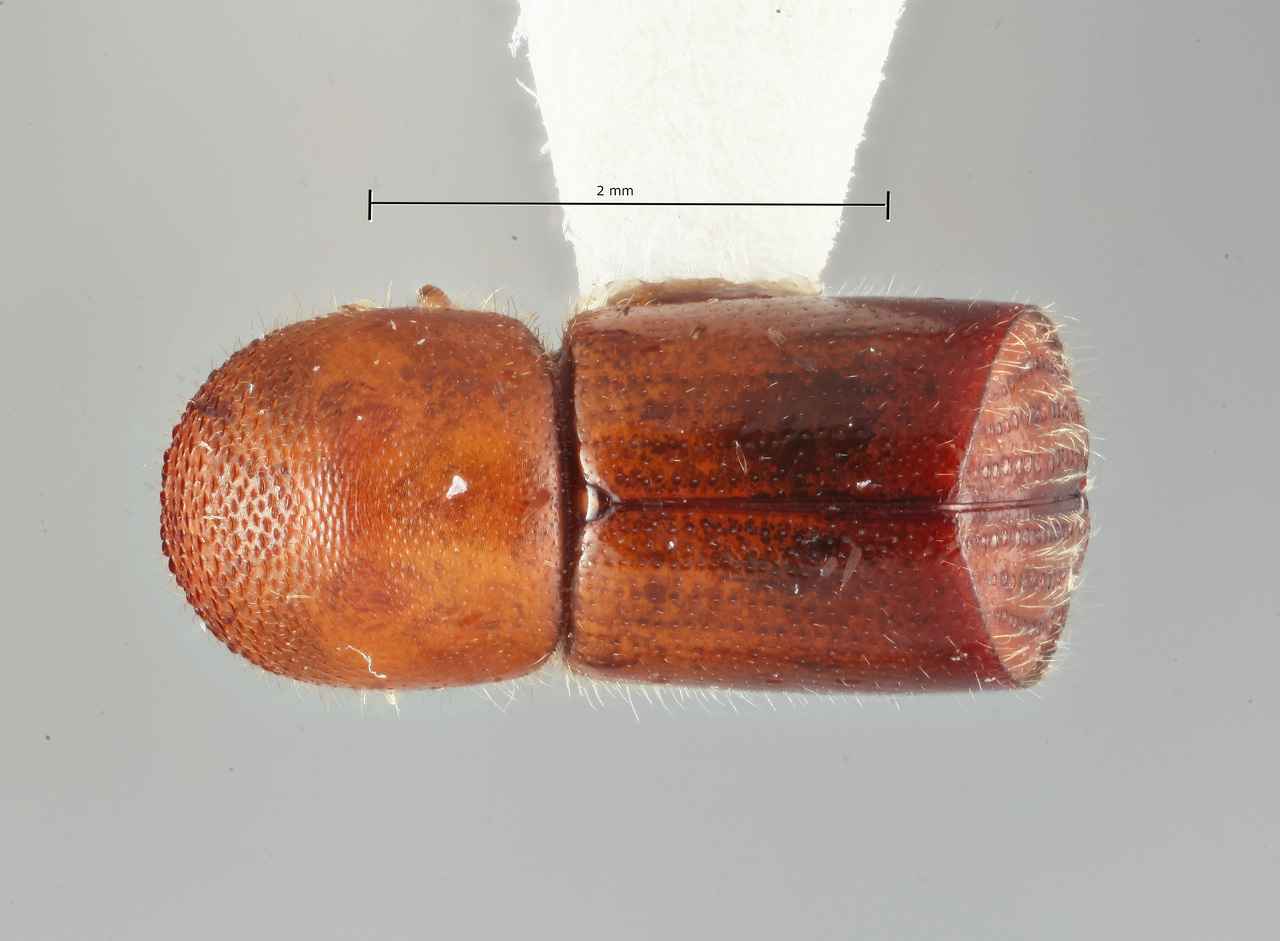 Genus / Species: Amasa truncata | Image Author: SM Smith | Location: Australia, Queensland, Mt. Spec | Collection: Arthropod research Collection