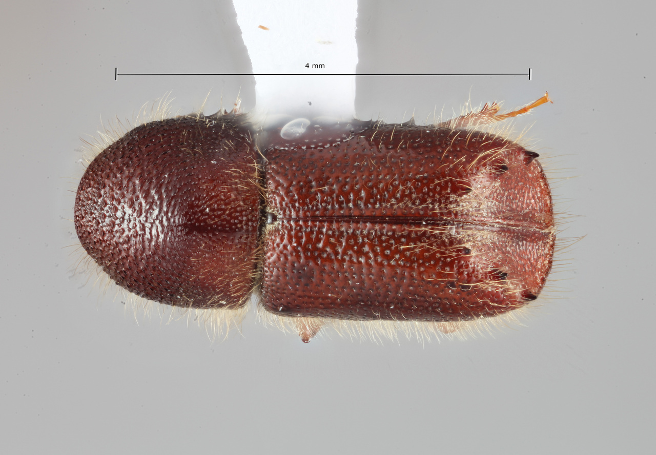 Genus / Species: Pseudips yak | Image Author: SM Smith | Location: China, Qinghai, MaiXiu Forest Preserve | Image Type: holotype | Collection: Institute of Zoology