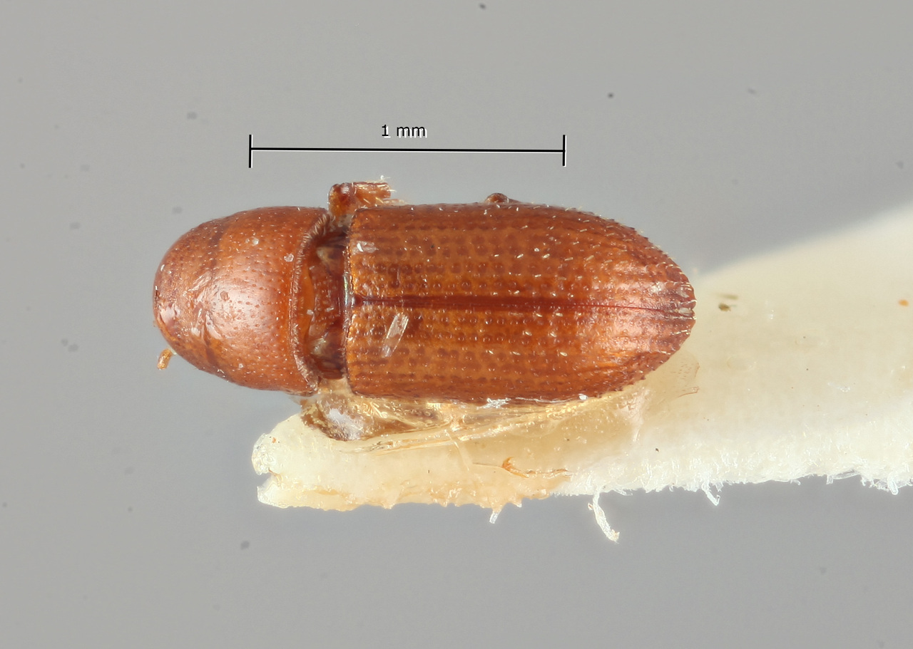 Genus / Species: Loganius acuminatus | Image Author: SM Smith | Location: Brazil, Bahia, Encruzilhada | Image Type: holotype | Collection: Naturhistorisches Museum Wien