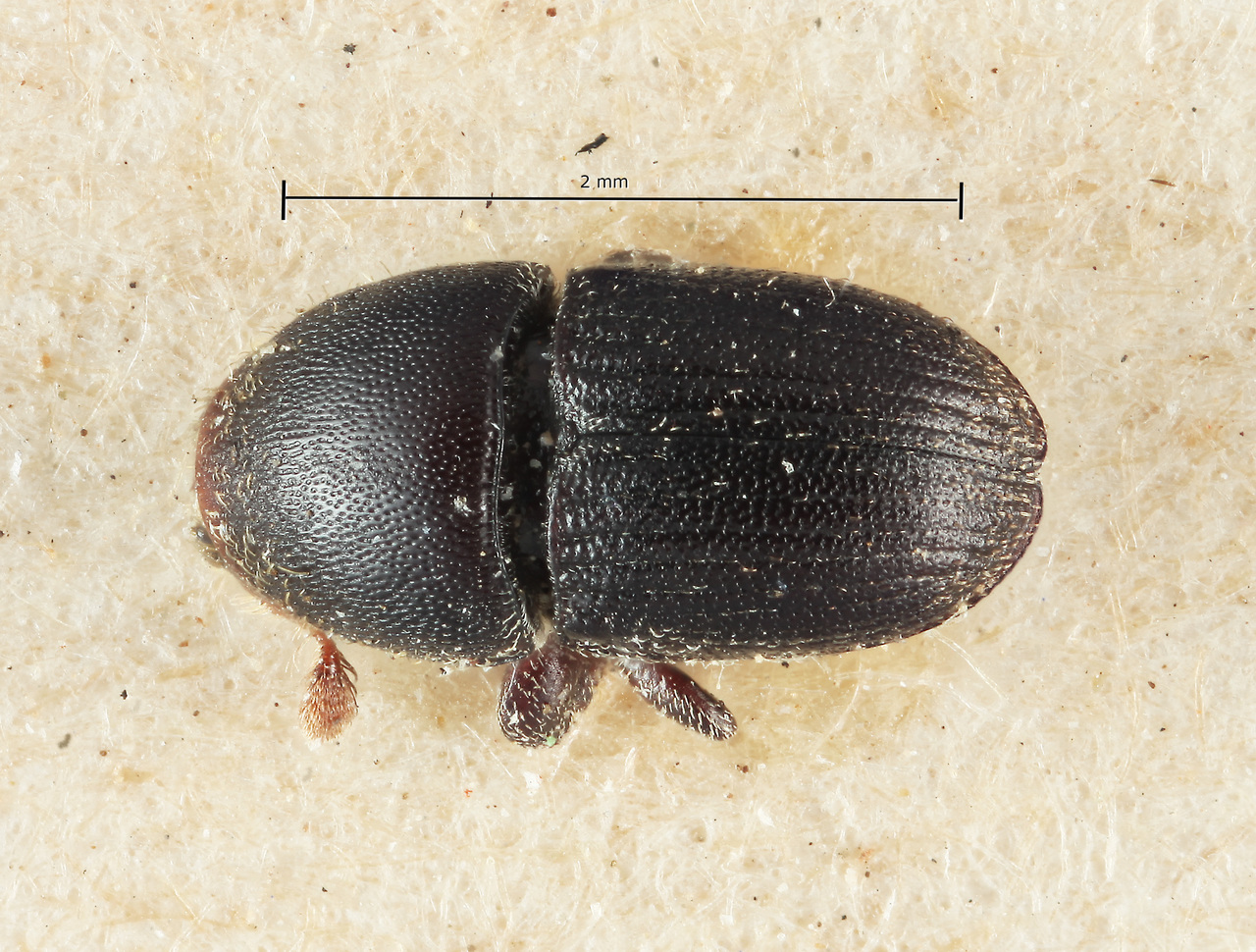 Genus / Species: Cnemonyx setulosus | Image Author: SM Smith | Location: Bolivia, Cochabamba, Cochabamba (departamento) | Image Type: paratype | Collection: Naturhistorisches Museum Wien