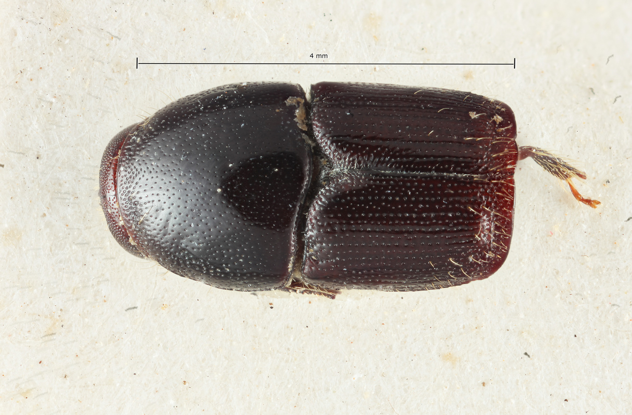 Genus / Species: Scolytus golbachi | Image Author: SM Smith | Location: Argentina, Misiones, Puerto Bemberg | Image Type: holotype | Collection: Naturhistorisches Museum Wien