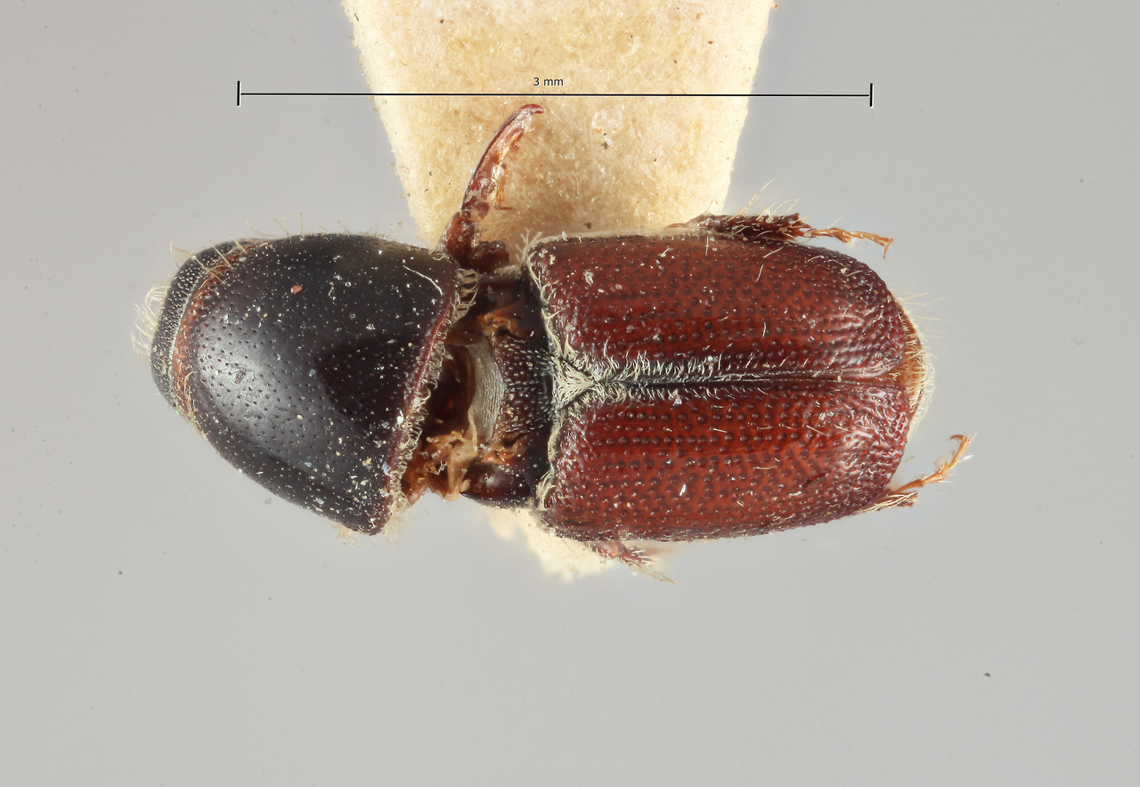 Genus / Species: Scolytus nitidus | Image Author: SM Smith | Location: India, Jammu and Kashmir, Harwan, Pohru Valley | Image Type: paratype | Collection: Naturhistorisches Museum Wien