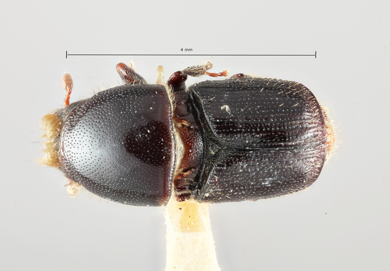 Genus / Species: Scolytus novateutonicus | Image Author: SM Smith | Location: Brazil, Santa Catarina, Nova Teutonia | Image Type: holotype | Collection: Naturhistorisches Museum Wien