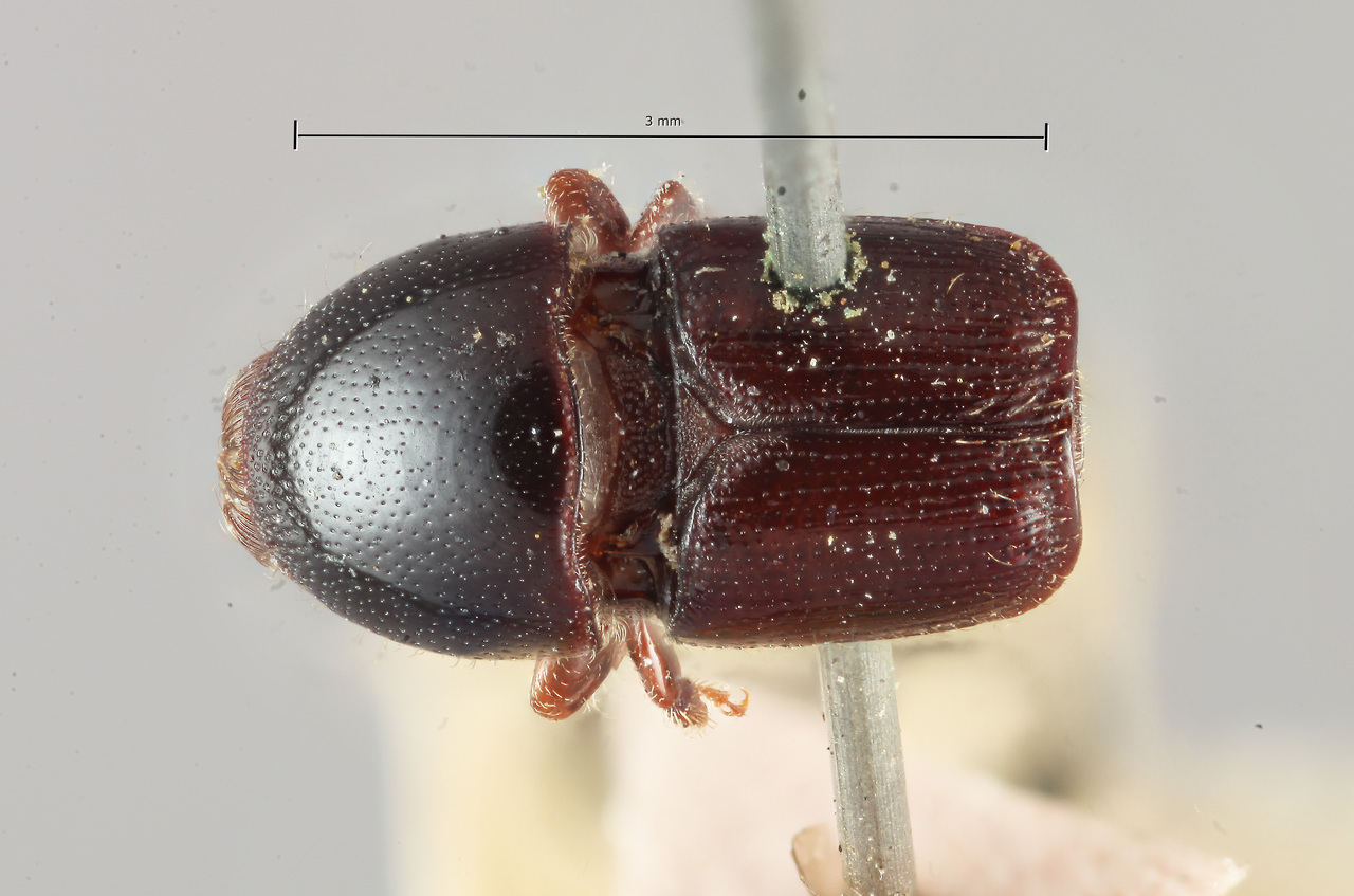 Genus / Species: Scolytus proximus | Image Author: SM Smith | Location: Brazil, Minas Gerais, Boa Sorte | Image Type: holotype | Collection: Naturhistorisches Museum Wien