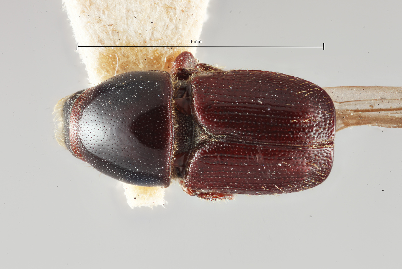 Genus / Species: Scolytus trispinosus | Image Author: SM Smith | Location: Russia, 'Kokut' | Collection: Naturhistorisches Museum Wien