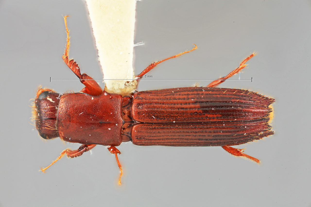 Genus / Species: Myoplatypus brevicornis | Image Author: SM Smith | Location: Costa Rica, San José, Cerro de la Muerte, 15 mi NW | Image Type: holotype | Collection: Entomology