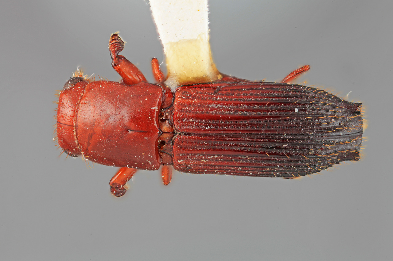 Genus / Species: Megaplatypus liraticus | Image Author: SM Smith | Location: Costa Rica, San José, Rio Damitas | Image Type: holotype | Collection: Entomology