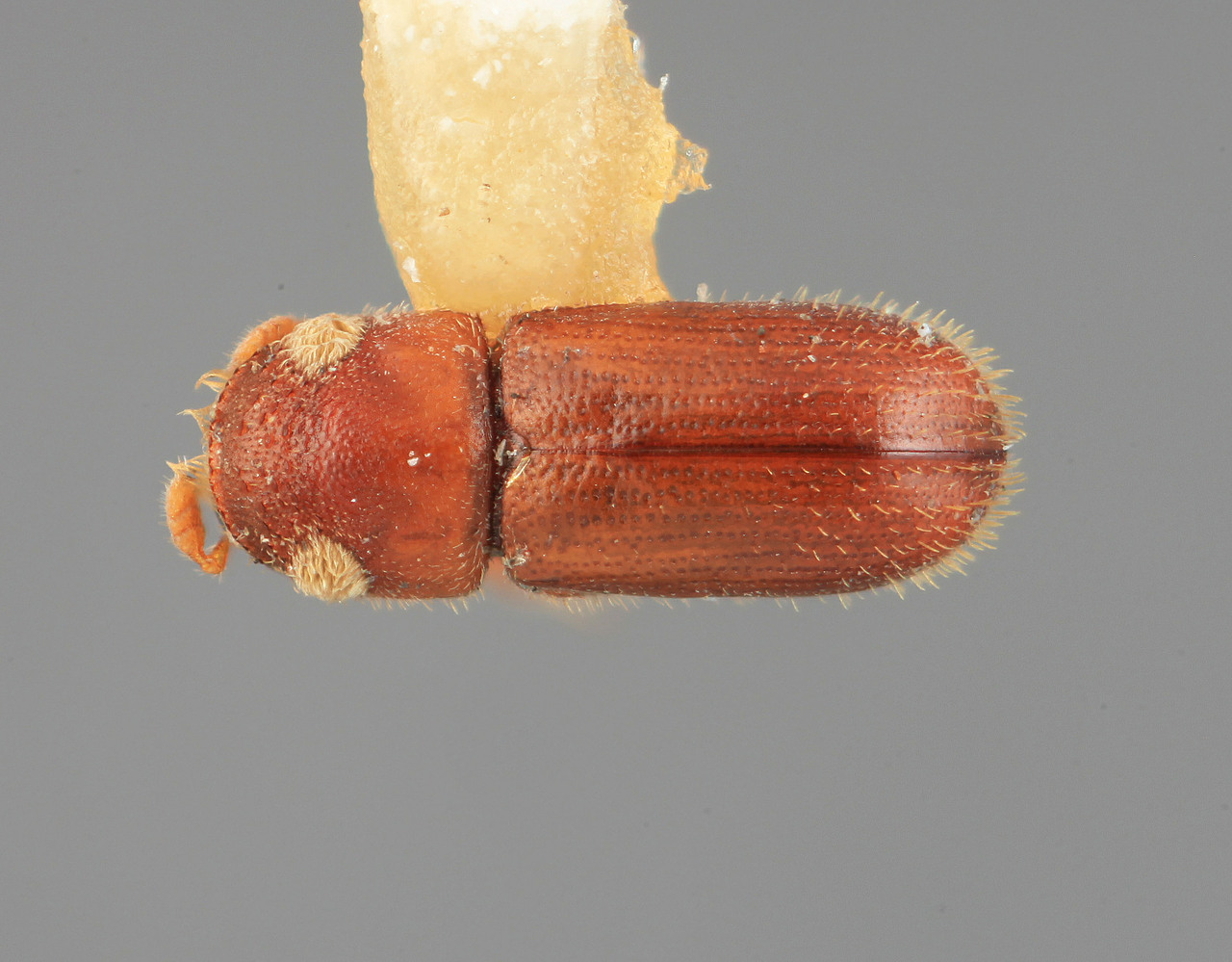 Genus / Species: Pityoborus hondurensis | Image Author: SM Smith | Location: Honduras, El Paraíso, Yuscaran | Image Type: holotype | Collection: Entomology