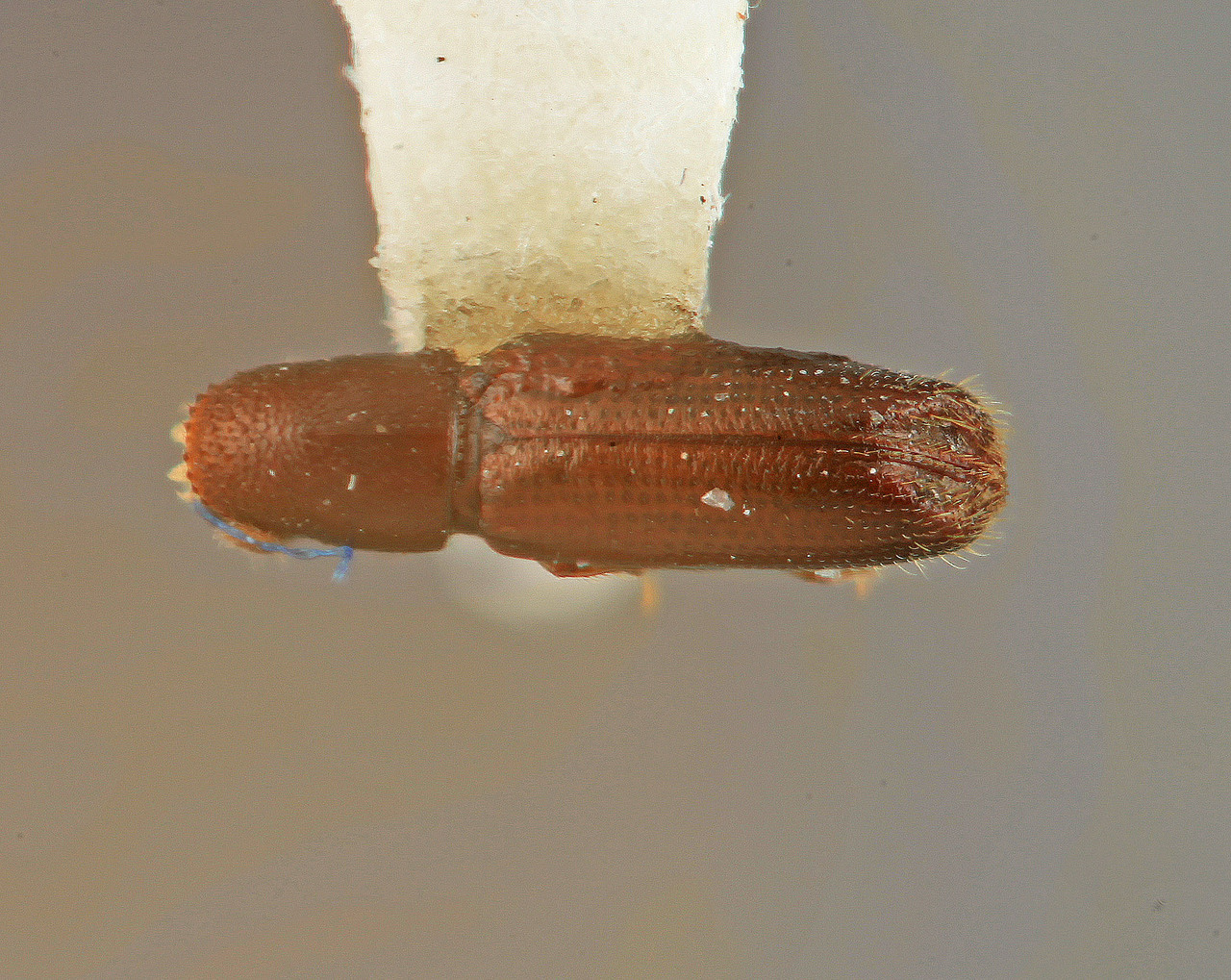 Genus / Species: Dacnophthorus rallus | Image Author: SM Smith | Location: Venezuela, Mérida, Mérida | Image Type: holotype | Collection: Entomology