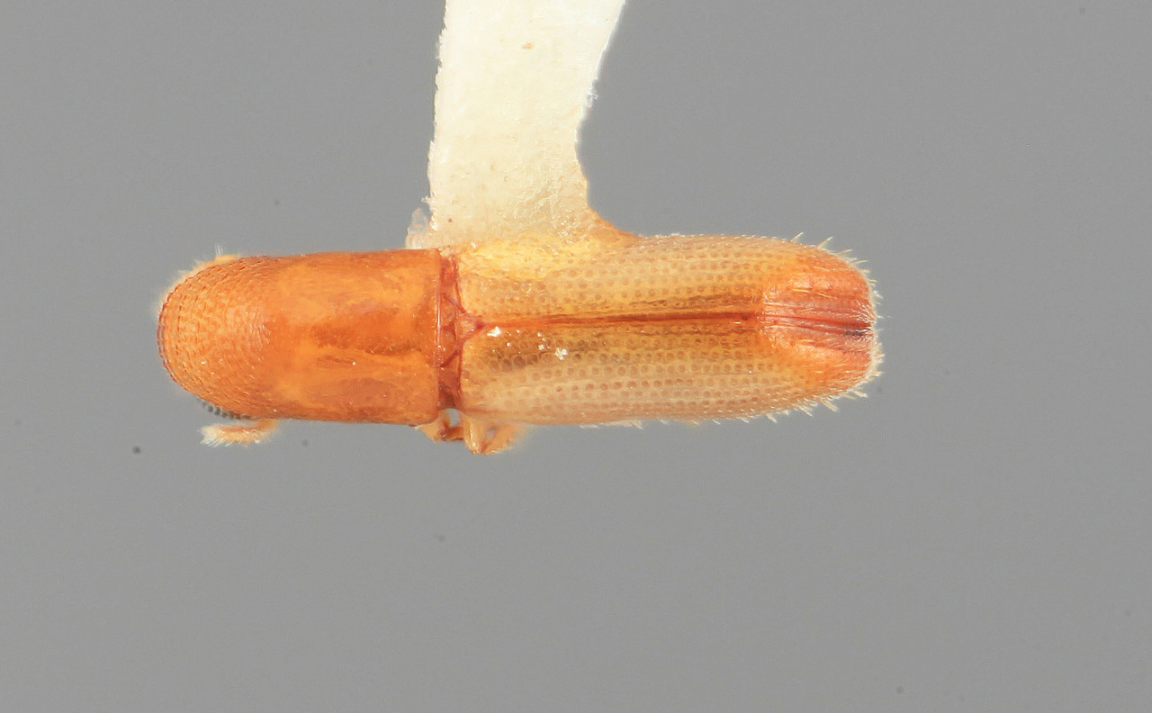 Genus / Species: Dacnophthorus pertusus | Image Author: SM Smith | Location: Venezuela, Mérida, El Vigía, 20 km SW | Image Type: holotype | Collection: Entomology