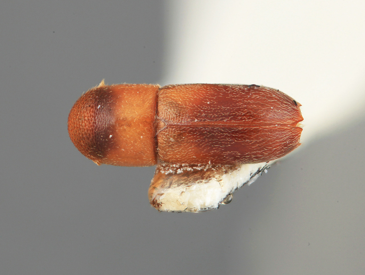 Genus / Species: Gnatharus tibetensis | Image Author: SM Smith | Location: China, Xizang (Tibet), Mêdong | Image Type: holotype | Collection: Institute of Zoology