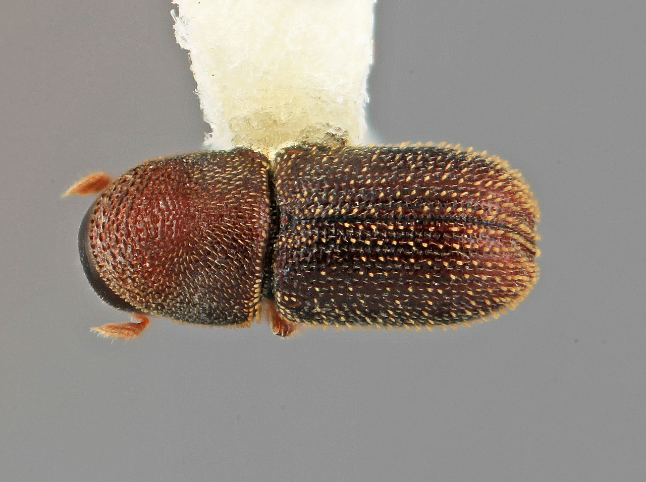 Genus / Species: Styphlosoma subulatum | Image Author: SM Smith | Location: Venezuela, Barinas, Barrancas, 9 km S | Image Type: holotype | Collection: Entomology