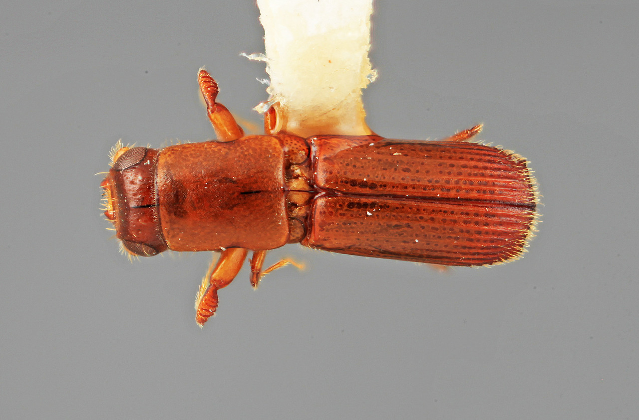 Genus / Species: Costaroplatus clunis | Image Author: SM Smith | Location: Costa Rica, Puntarenas, Playón | Image Type: holotype | Collection: Entomology
