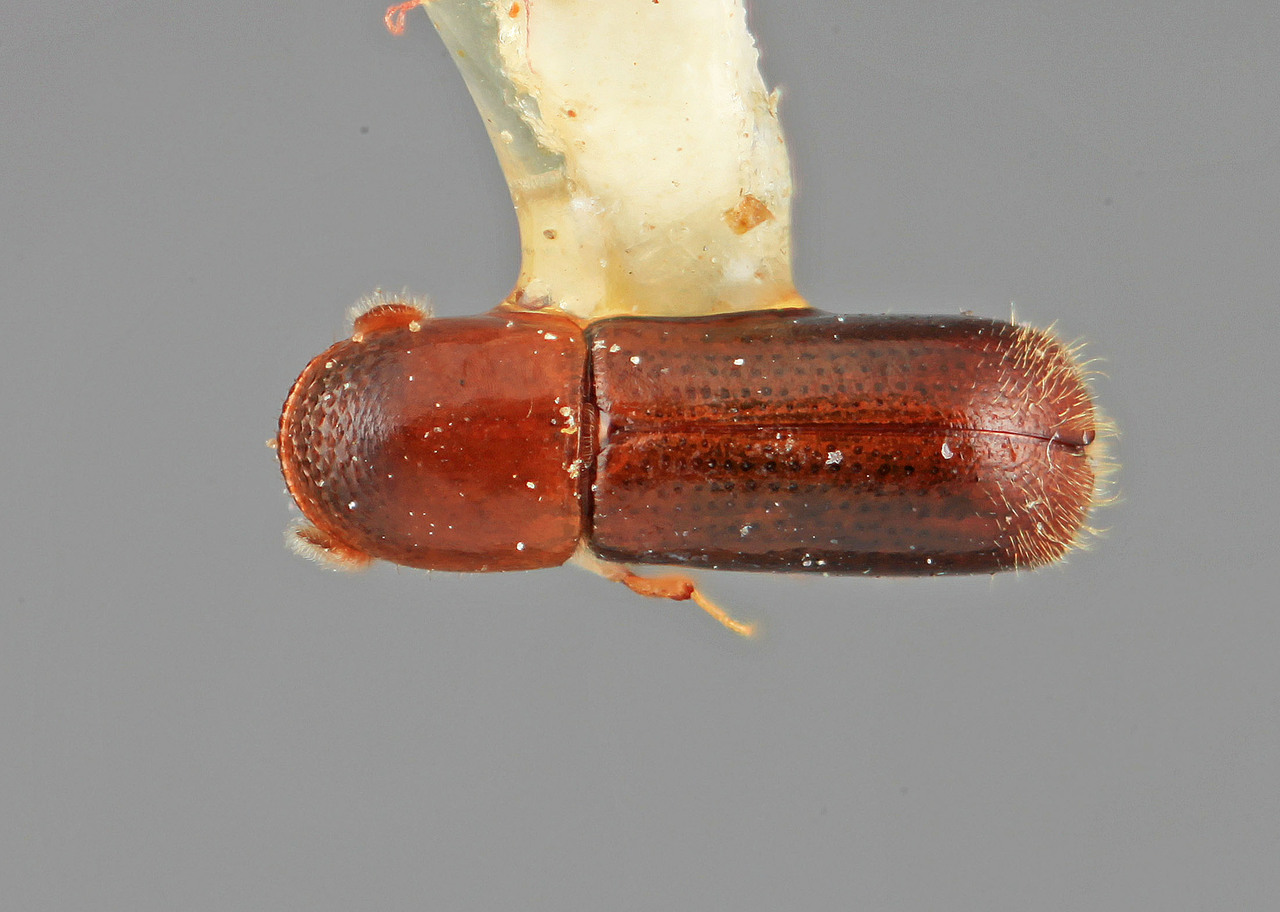 Genus / Species: Gnathotrupes dilutus | Image Author: SM Smith | Location: Costa Rica, Cartago, Tapantí | Image Type: holotype | Collection: Entomology
