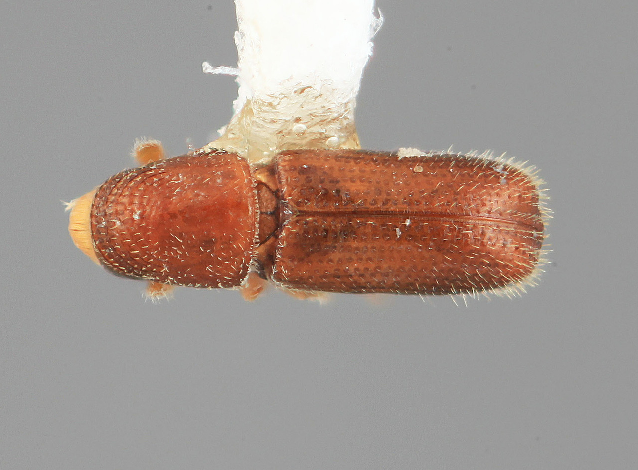 Genus / Species: Pseudopityophthorus colombianus | Image Author: SM Smith | Location: Colombia, Antioquía, Piedras Blancas, 10 km E Medellin | Image Type: holotype | Collection: Entomology