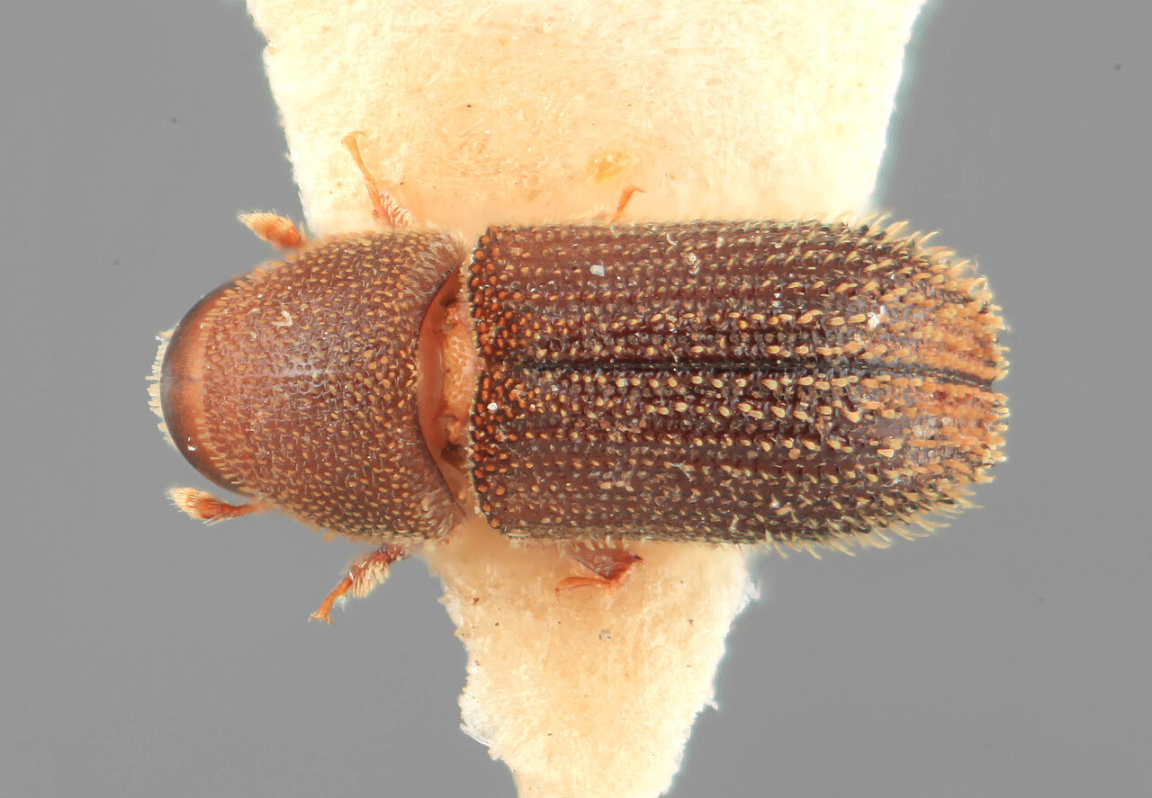 Genus / Species: Bothinodroctonus setosus | Image Author: SM Smith | Location: India, North Andaman Island | Image Type: holotype | Collection: Entomology