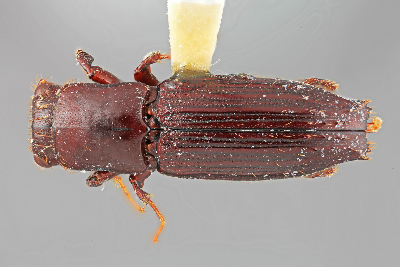 Genus / Species: Megaplatypus chiriquensis | Image Author: SM Smith | Location: Panamá, Chiriquí, Cerro Punta | Image Type: holotype | Collection: Entomology