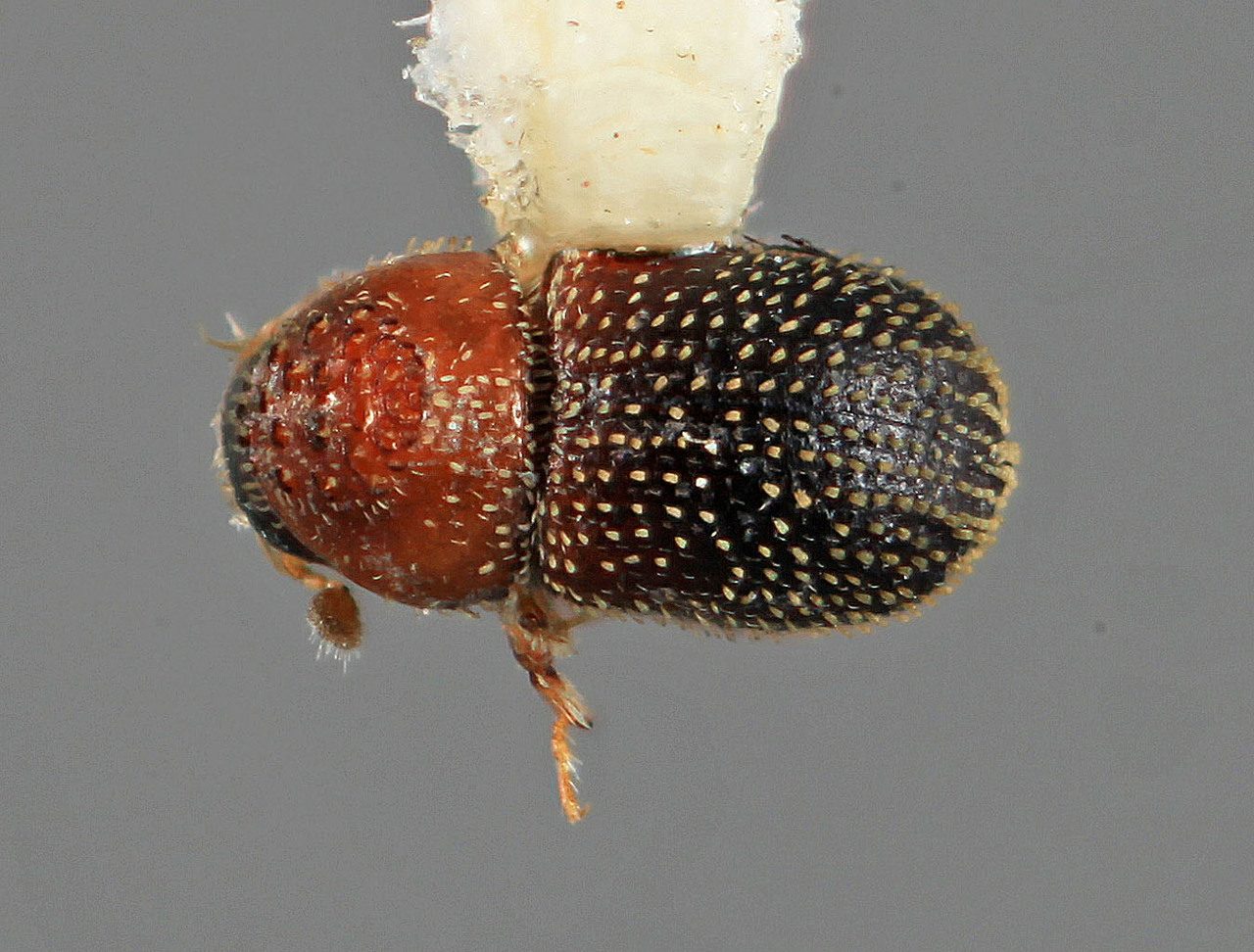 Genus / Species: Pseudothysanoes obesus | Image Author: SM Smith | Location: México, Oaxaca, El Camaron, 19 mi (31 km) SE | Image Type: holotype | Collection: Entomology