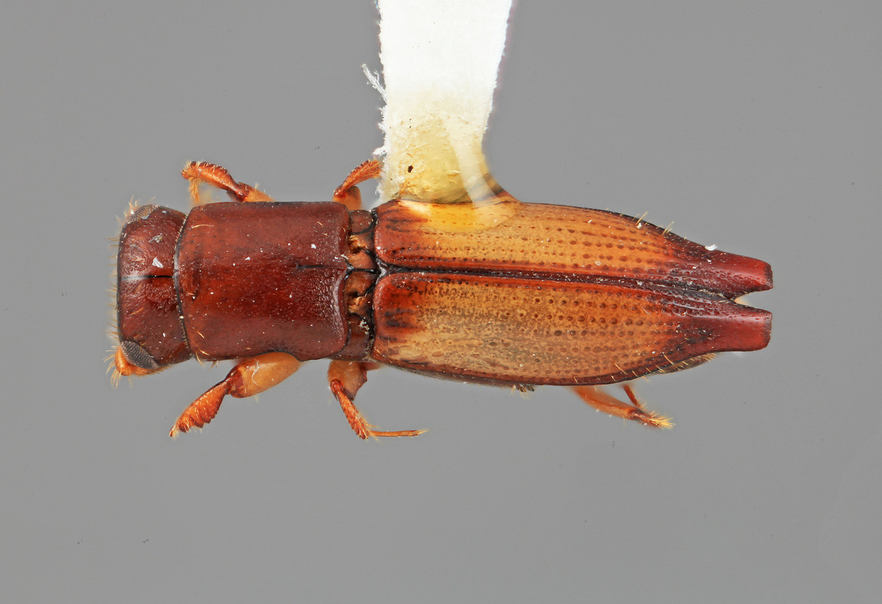 Genus / Species: Epiplatypus secus | Image Author: SM Smith | Location: Venezuela, Mérida, La Carbonera, 50 km NE Merida | Image Type: holotype | Collection: Entomology