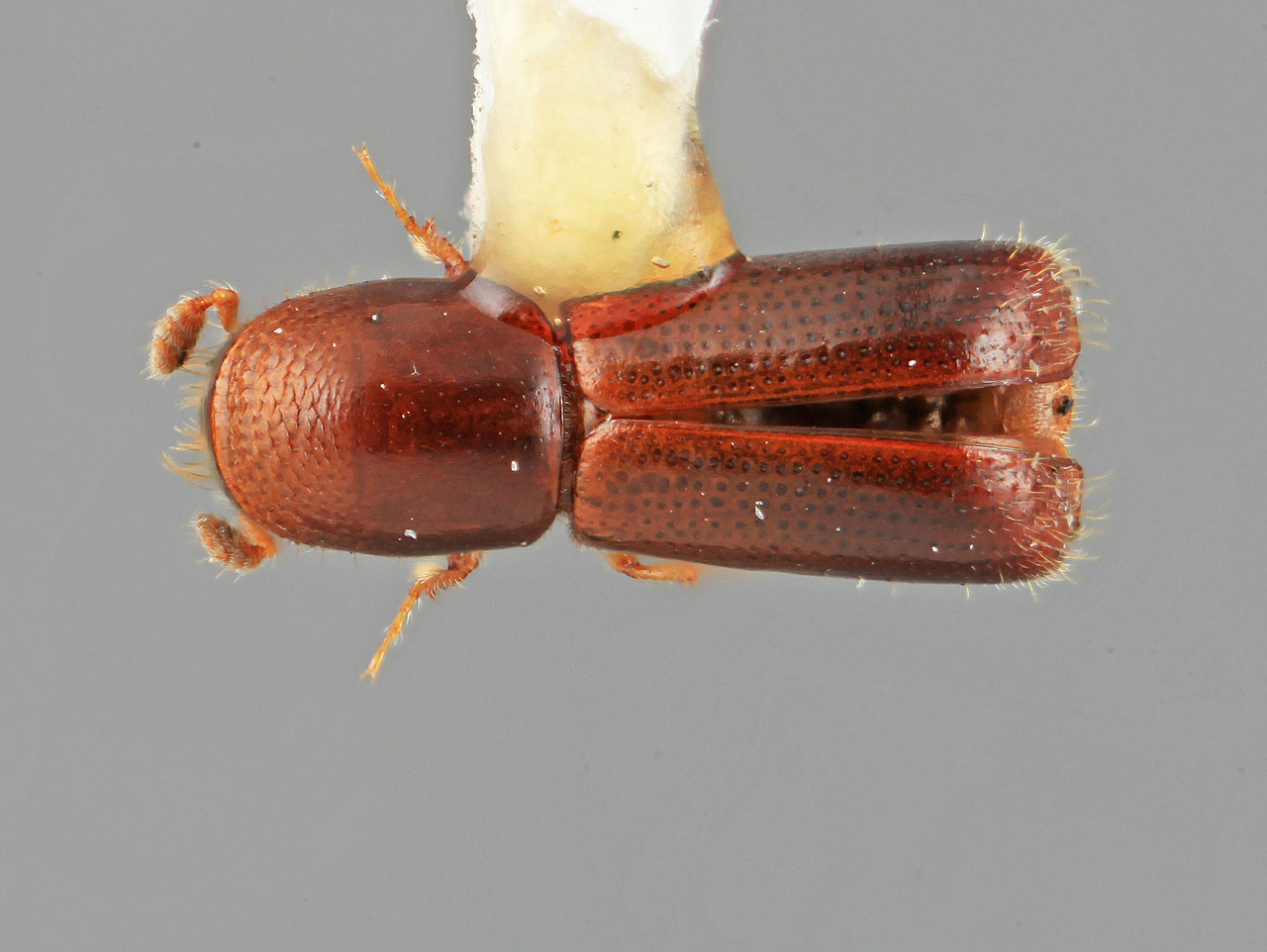 Genus / Species: Gnathotrupes crecentus | Image Author: SM Smith | Location: Costa Rica, Puntarenas, Volcán | Image Type: holotype | Collection: Entomology