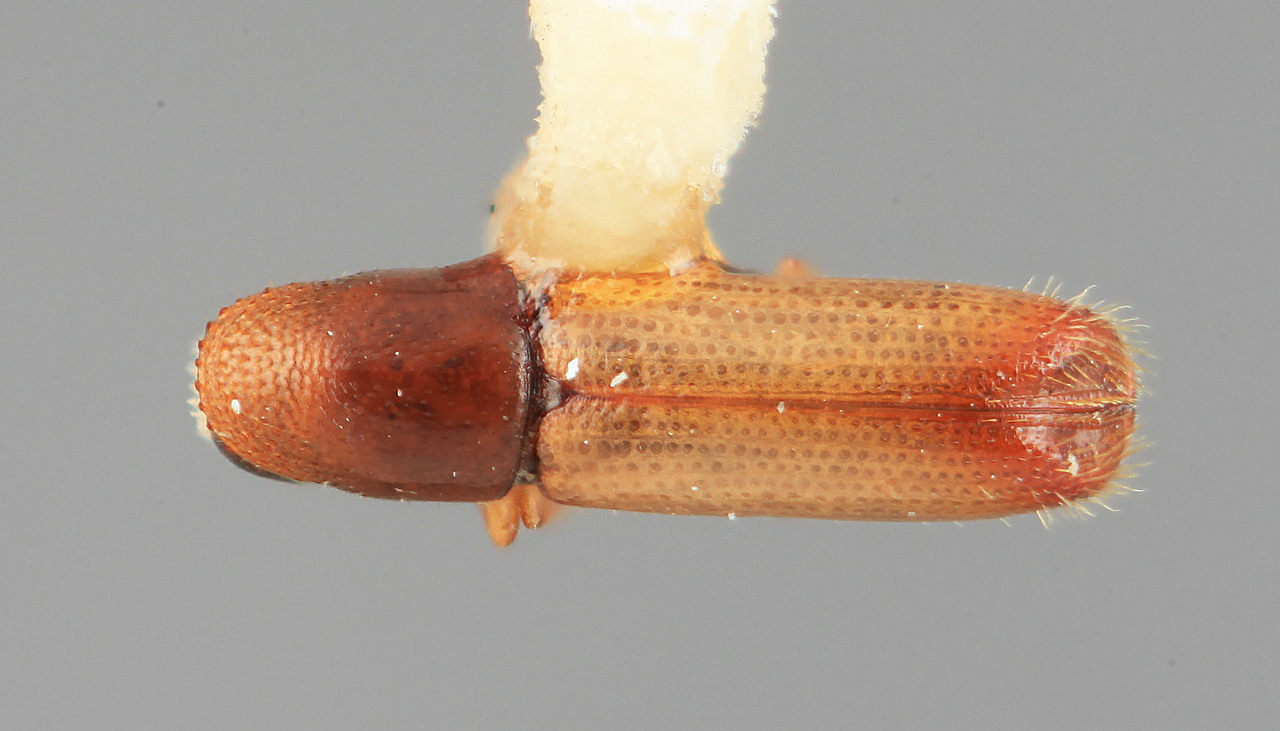 Genus / Species: Dacnophthorus clematis | Image Author: SM Smith | Location: México, Jalisco, Volcan Colima | Image Type: holotype | Collection: Entomology