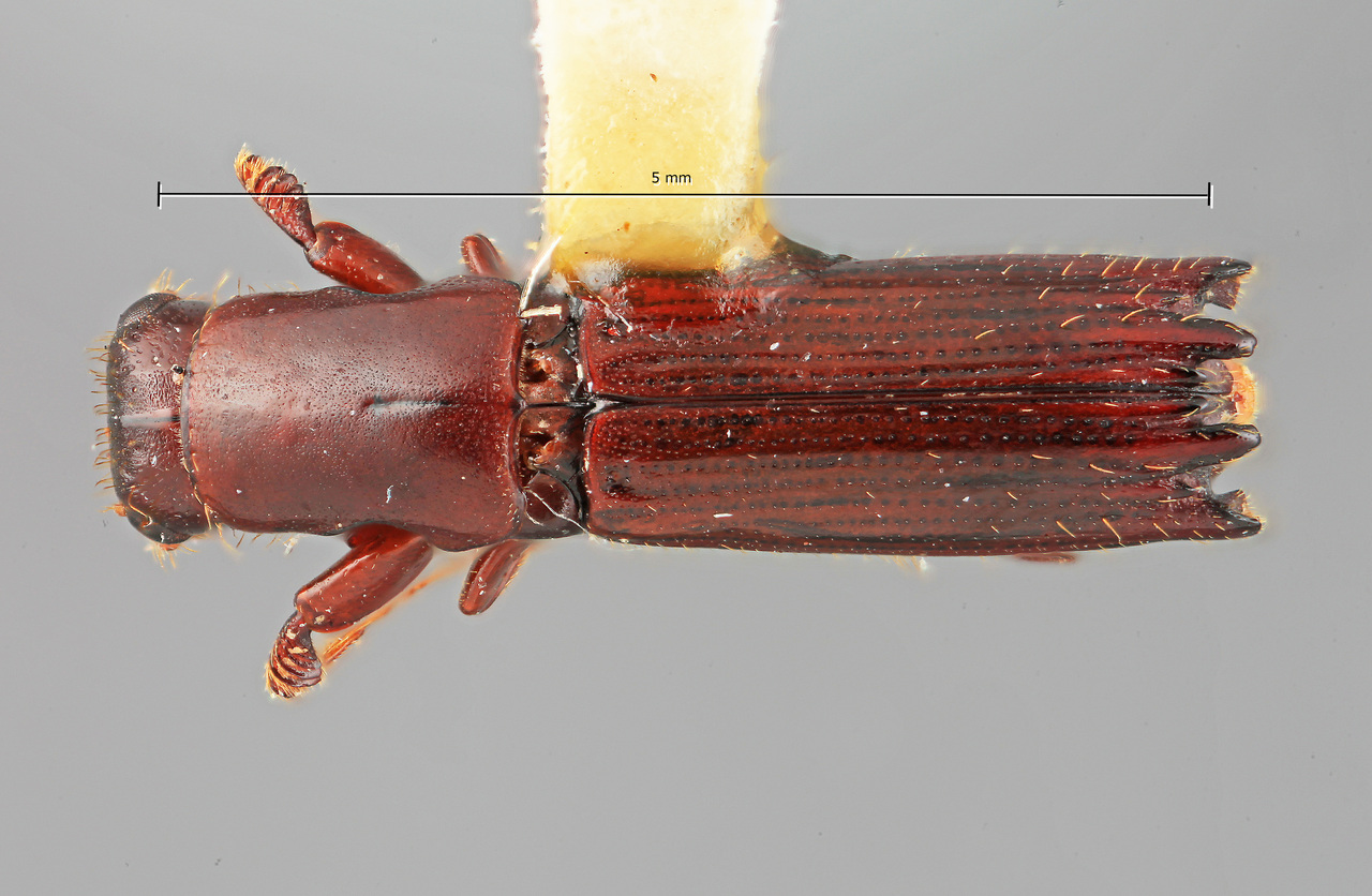 Genus / Species: Myoplatypus senexus | Image Author: SM Smith | Location: Costa Rica, Cartago, Cartago, 15 km E | Image Type: holotype | Collection: Entomology