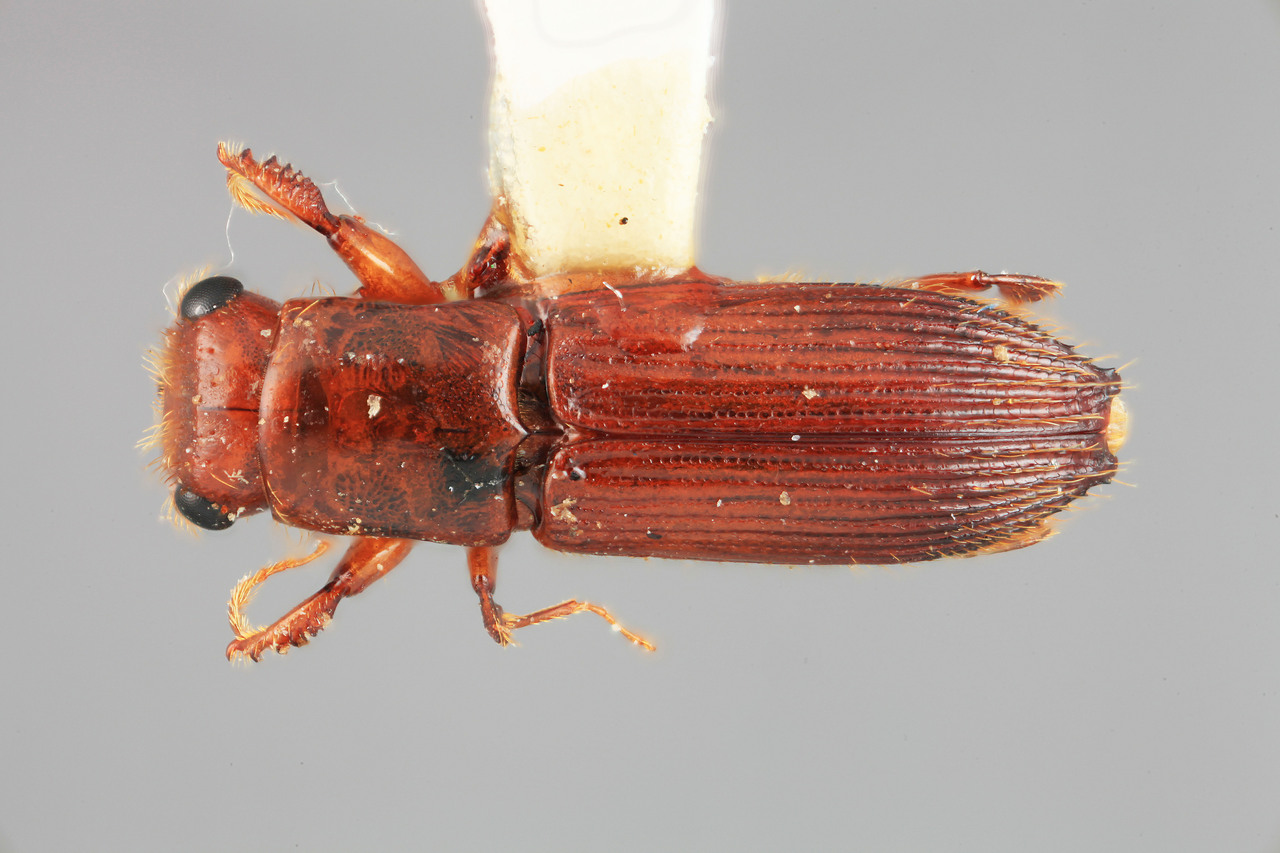 Genus / Species: Megaplatypus simpliciformis | Image Author: SM Smith | Location: Costa Rica, Cartago, Tapanti | Image Type: holotype | Collection: Entomology