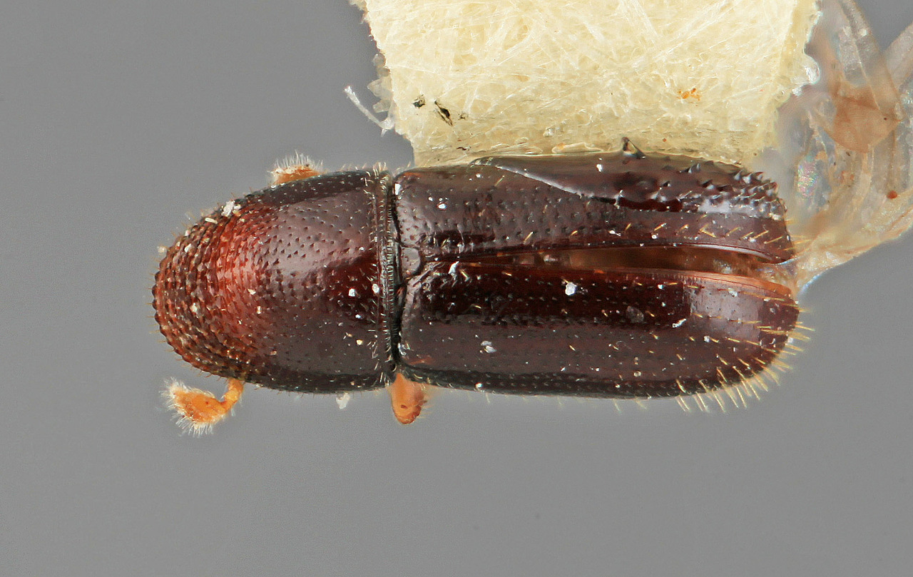 Genus / Species: Pseudopityophthorus xalapae | Image Author: SM Smith | Location: México, Veracruz, Xalapa | Image Type: holotype | Collection: Entomology