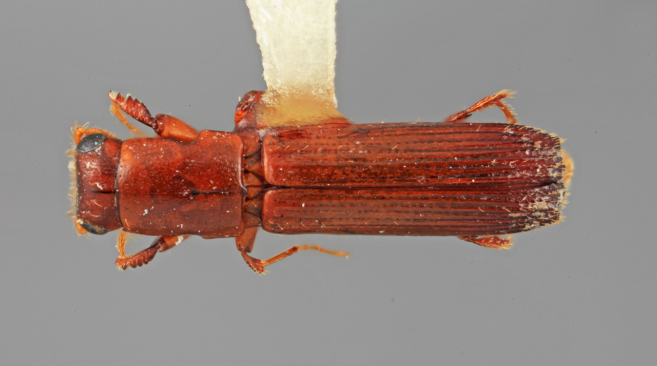 Genus / Species: Epiplatypus deceptor | Image Author: SM Smith | Location: Venezuela, Mérida, La Carbonera, 50 km NE Merida | Image Type: holotype | Collection: Entomology