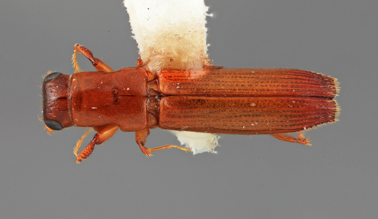 Genus / Species: Epiplatypus deplanatus | Image Author: SM Smith | Location: Venezuela, Mérida, La Carbonera, 50 km NE Merida | Image Type: holotype | Collection: Entomology