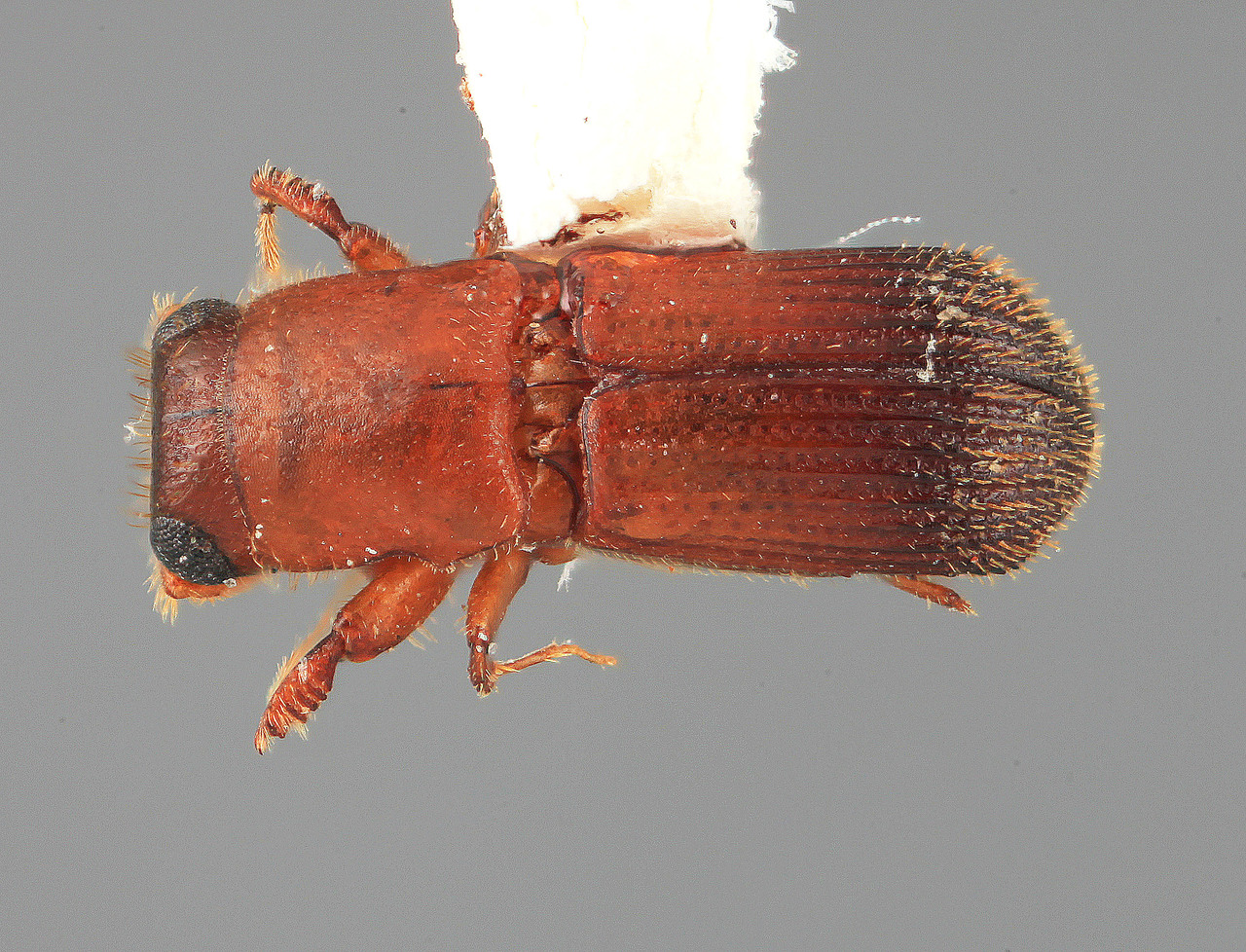 Genus / Species: Platyphysus pouteriae | Image Author: SM Smith | Location: Venezuela, Barinas, Socopo, 40 km SE | Image Type: holotype | Collection: Entomology