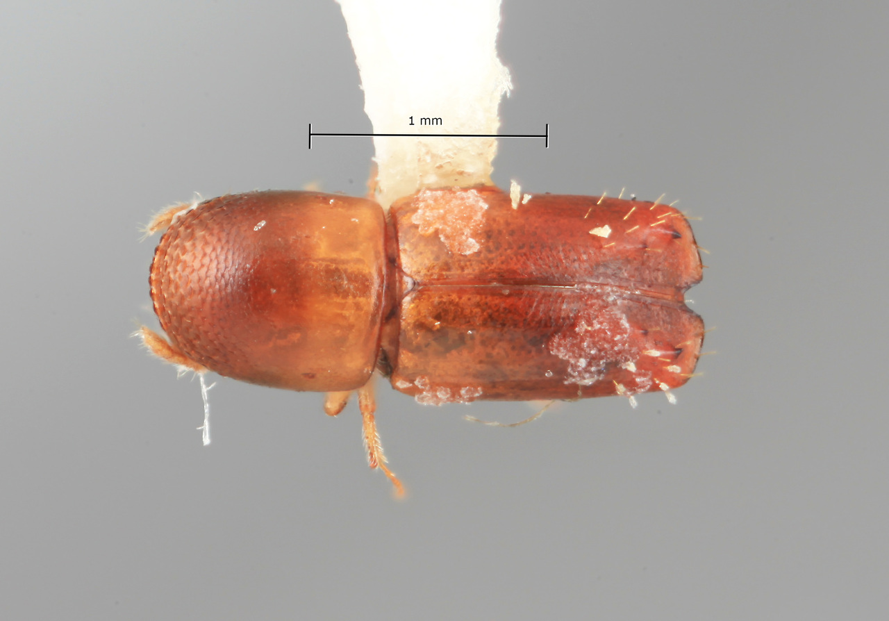 Genus / Species: Monarthrum connexum | Image Author: SM Smith | Location: Venezuela, Bolivar, El Palmar, 30 km E | Image Type: holotype | Collection: Entomology