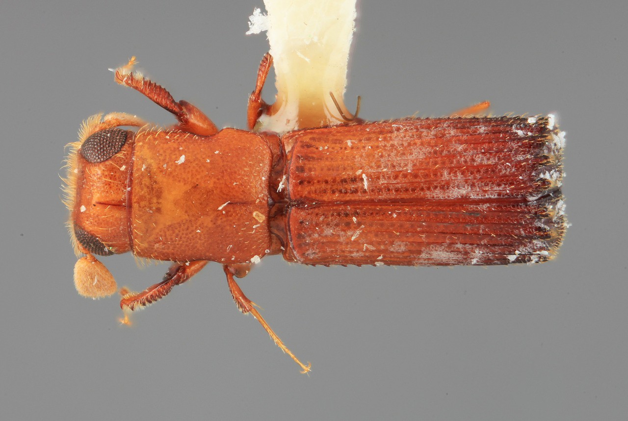 Genus / Species: Costaroplatus shenefelti | Image Author: SM Smith | Location: Costa Rica, Cartago, Moravia | Image Type: holotype | Collection: Entomology