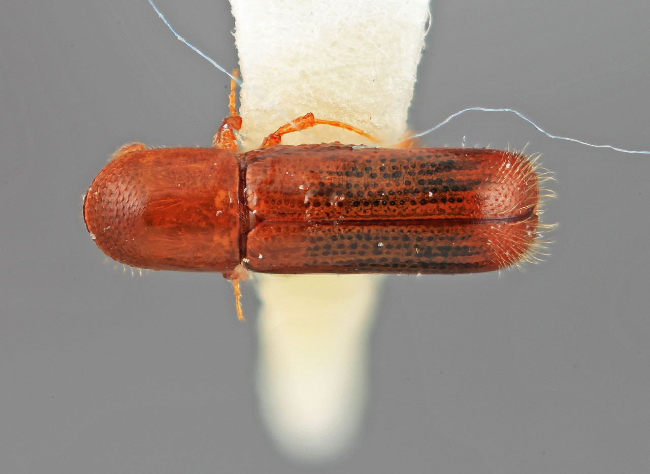 Genus / Species: Gnathotrupes colaphus | Image Author: SM Smith | Location: Venezuela, Mérida, La Carbonera, 50 km NE Merida | Image Type: holotype | Collection: Entomology