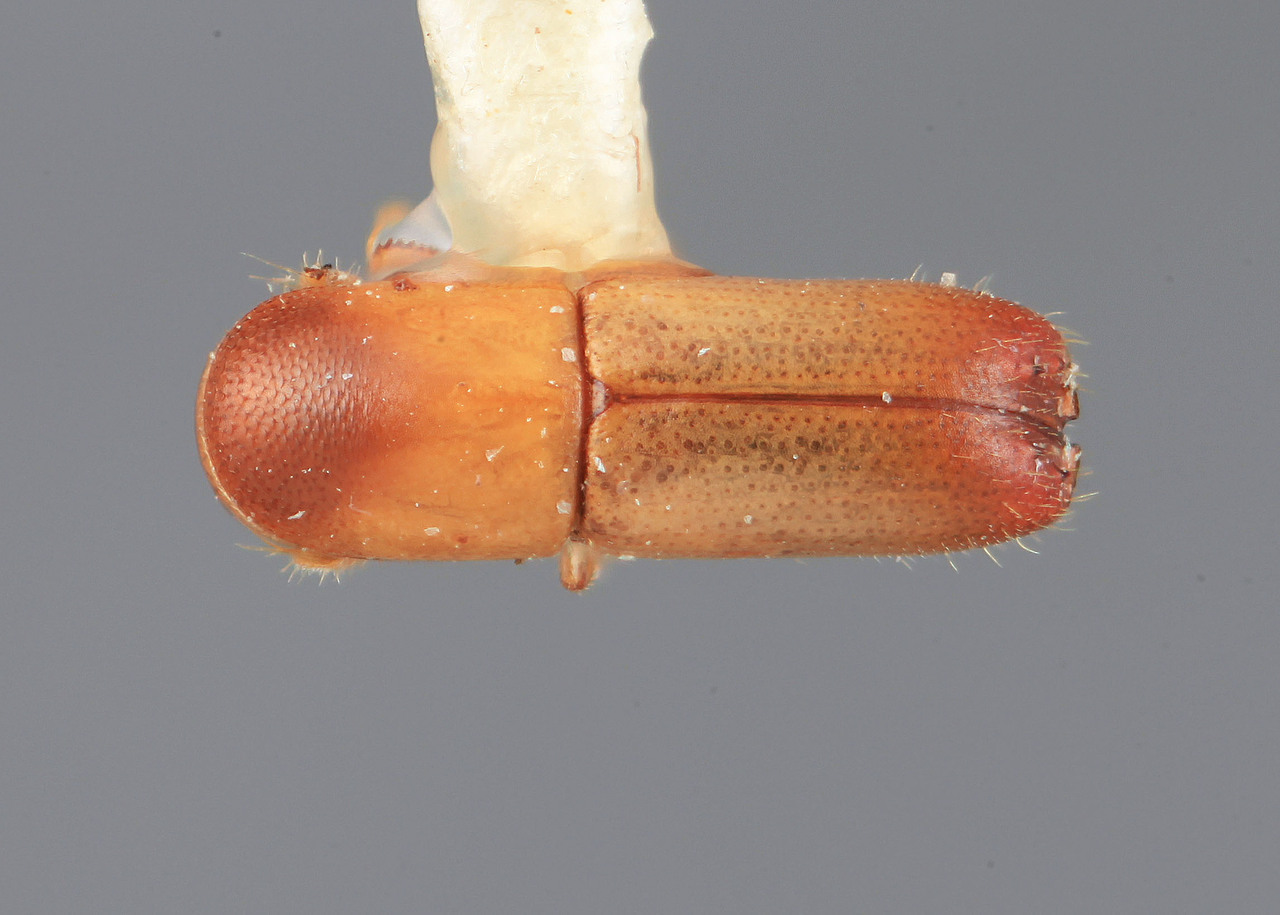 Genus / Species: Monarthrum bifoveatum | Image Author: SM Smith | Location: Costa Rica, San José, San José | Image Type: holotype | Collection: Entomology