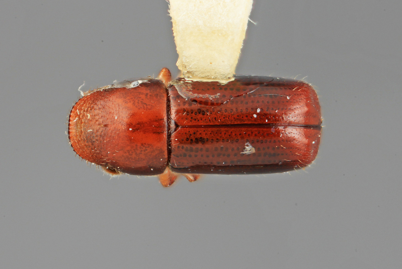 Genus / Species: Gnathotrupes moraviae | Image Author: SM Smith | Location: Costa Rica, San José, Zurqui de Moravia | Image Type: holotype | Collection: Entomology