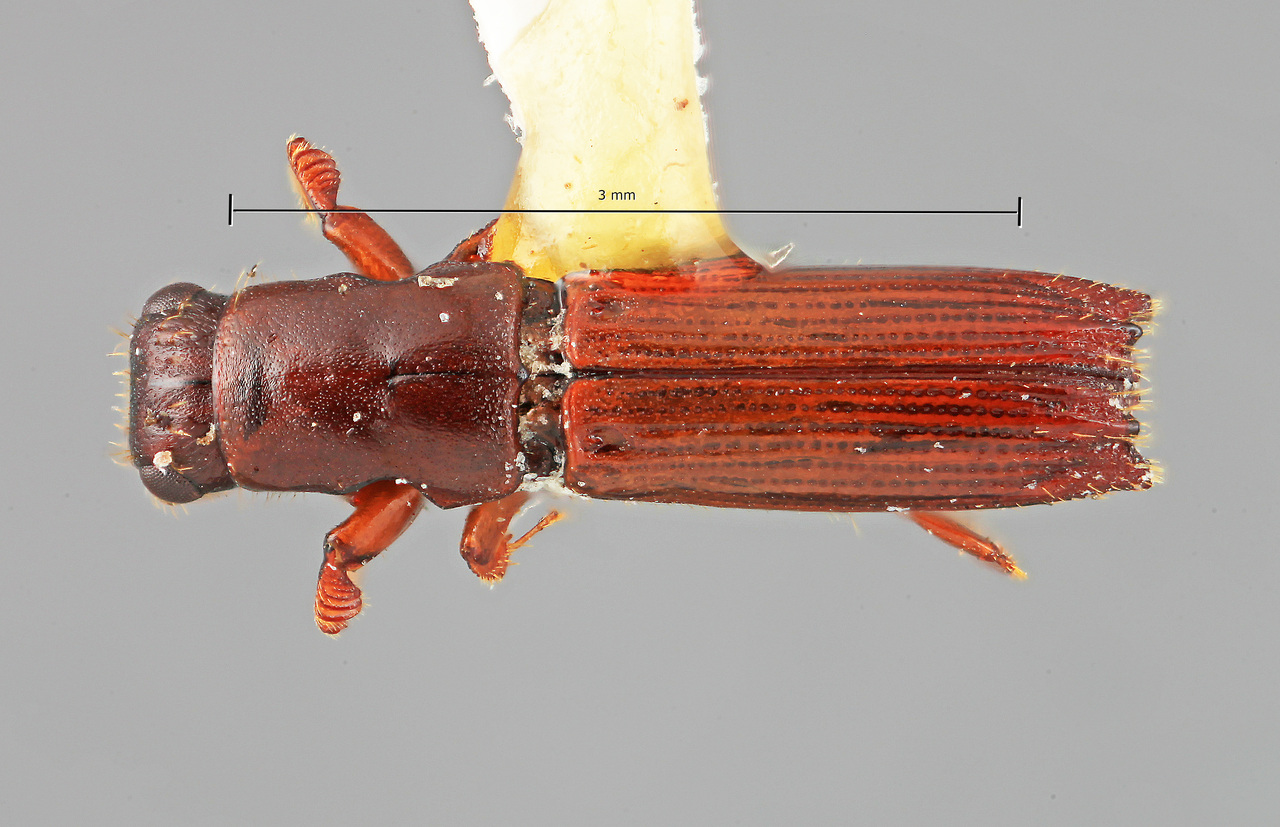 Genus / Species: Myoplatypus prenexus | Image Author: SM Smith | Location: Costa Rica, Cartago, Cartago, 15 km SE | Image Type: holotype | Collection: Entomology