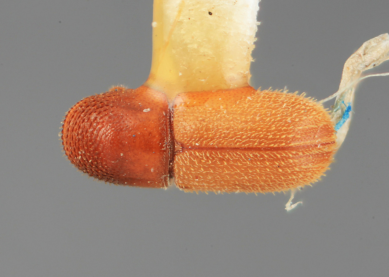 Genus / Species: Pseudopityophthorus festivus | Image Author: SM Smith | Location: México, Sinaloa, Copala, 7 mi (11 km) NE | Image Type: holotype | Collection: Entomology
