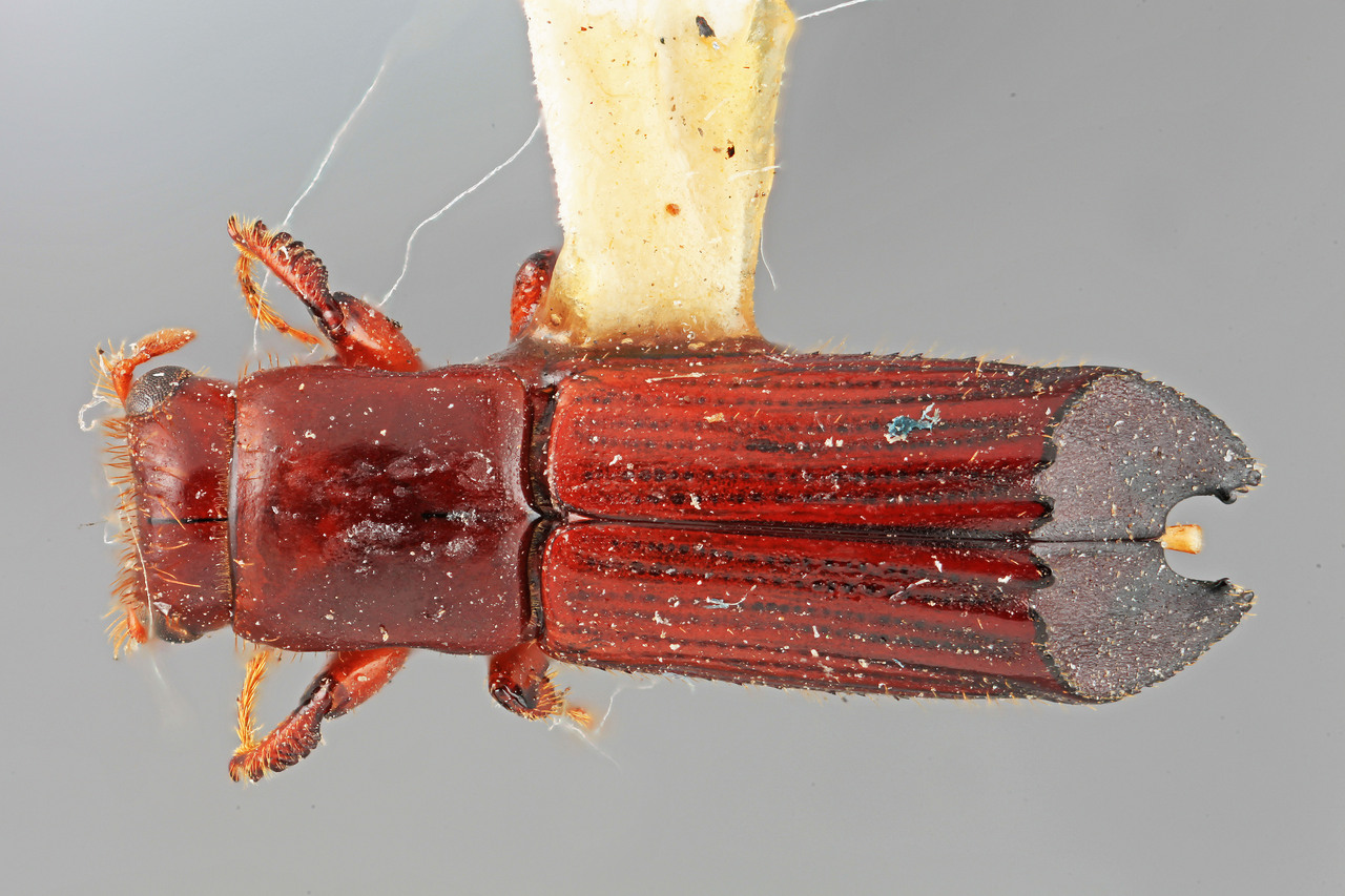 Genus / Species: Neotrachyostus obliquus | Image Author: SM Smith | Location: Costa Rica, Puntarenas, Volcan | Image Type: holotype | Collection: Entomology